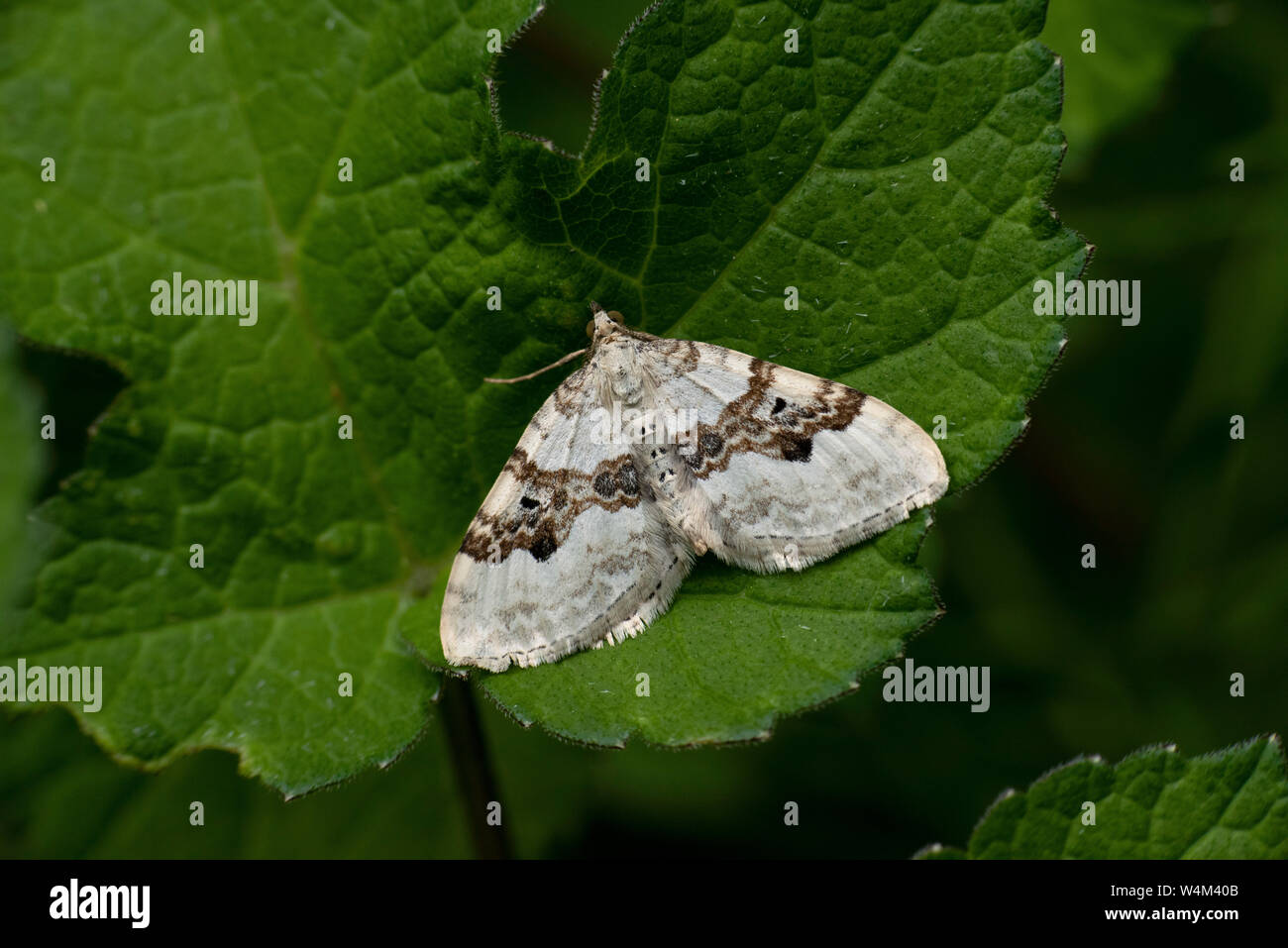 Galium Teppich Moth, Epirrhoe galiata, Bonsai Bank, Denge Woods, Kent GROSSBRITANNIEN Stockfoto