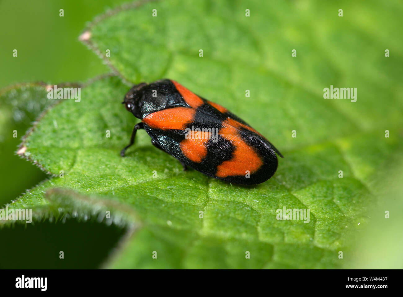 Rot-schwarz Froghopper, Cercopis vulnerata, Bonsai Bank, Denge Woods, Kent Großbritannien, einer der größten homopterans Stockfoto