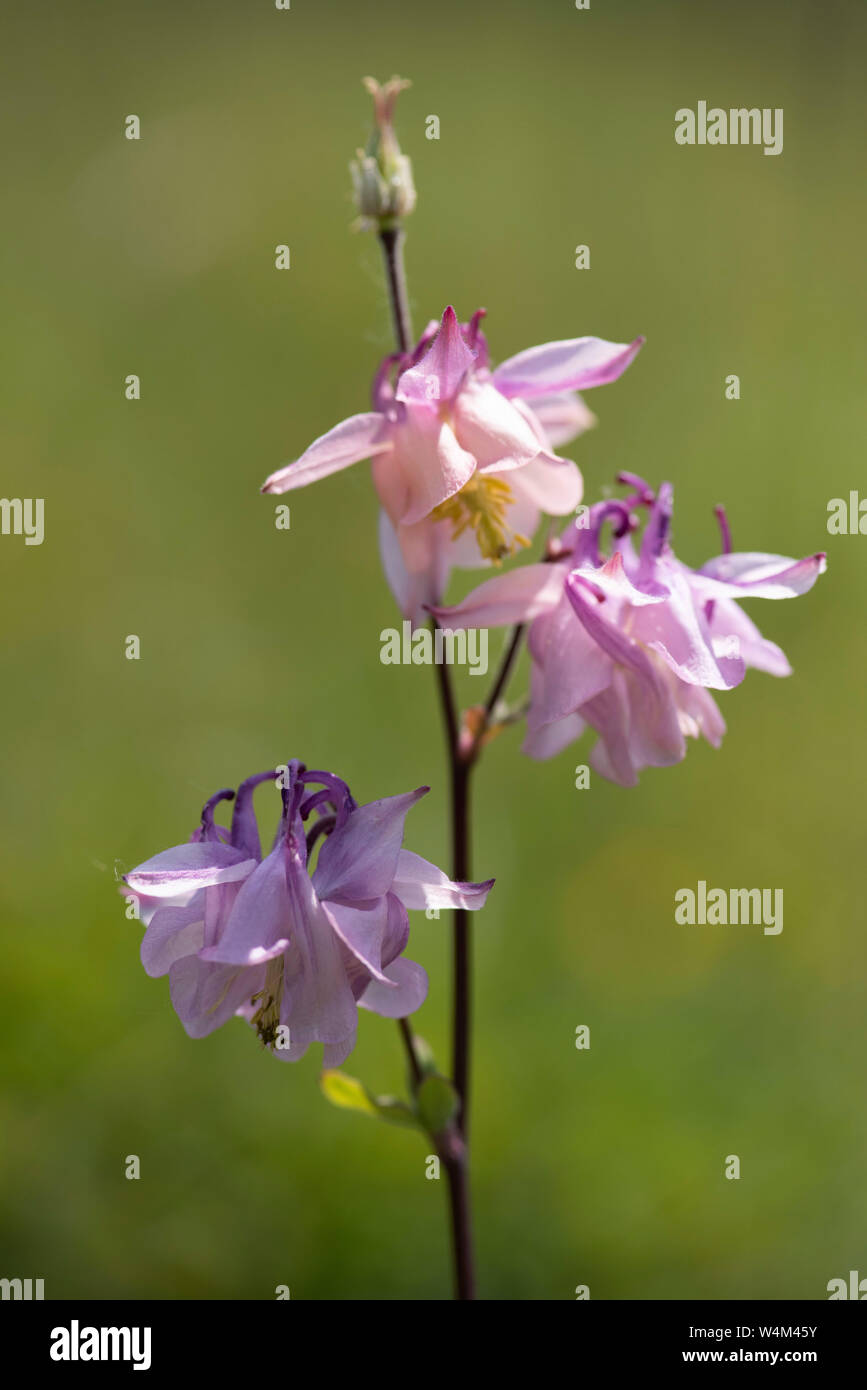 Columbine Blume, Aquilega vulgaris, Darland Banken, Kent GROSSBRITANNIEN, blühende Stauden mehrjährige Pflanze, die Pflanze ist ein Mitglied der giftigen Ranunculus Stockfoto