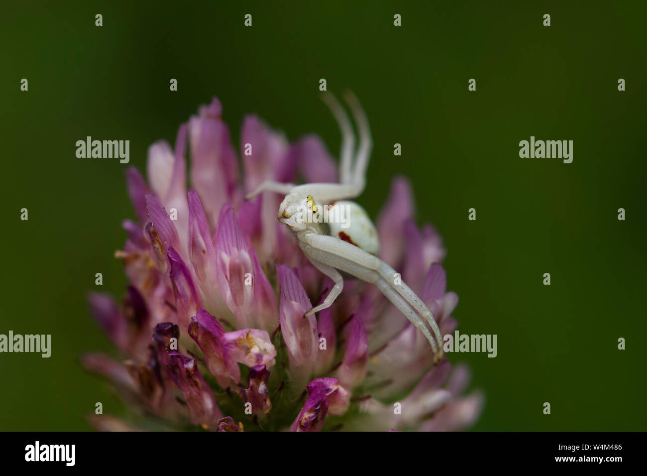 Crab Spider, Misumena vatia, Denge Woods, KENT GROSSBRITANNIEN, weiblichen sitzen in warten auf Beute auf Blume, vordere Beine auseinander gespreizt Stockfoto