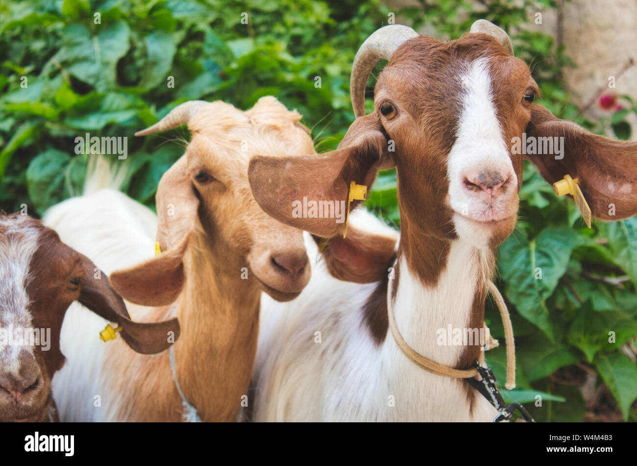 Eine kleine Gruppe von Ziegen in die Kamera schaut Stockfoto