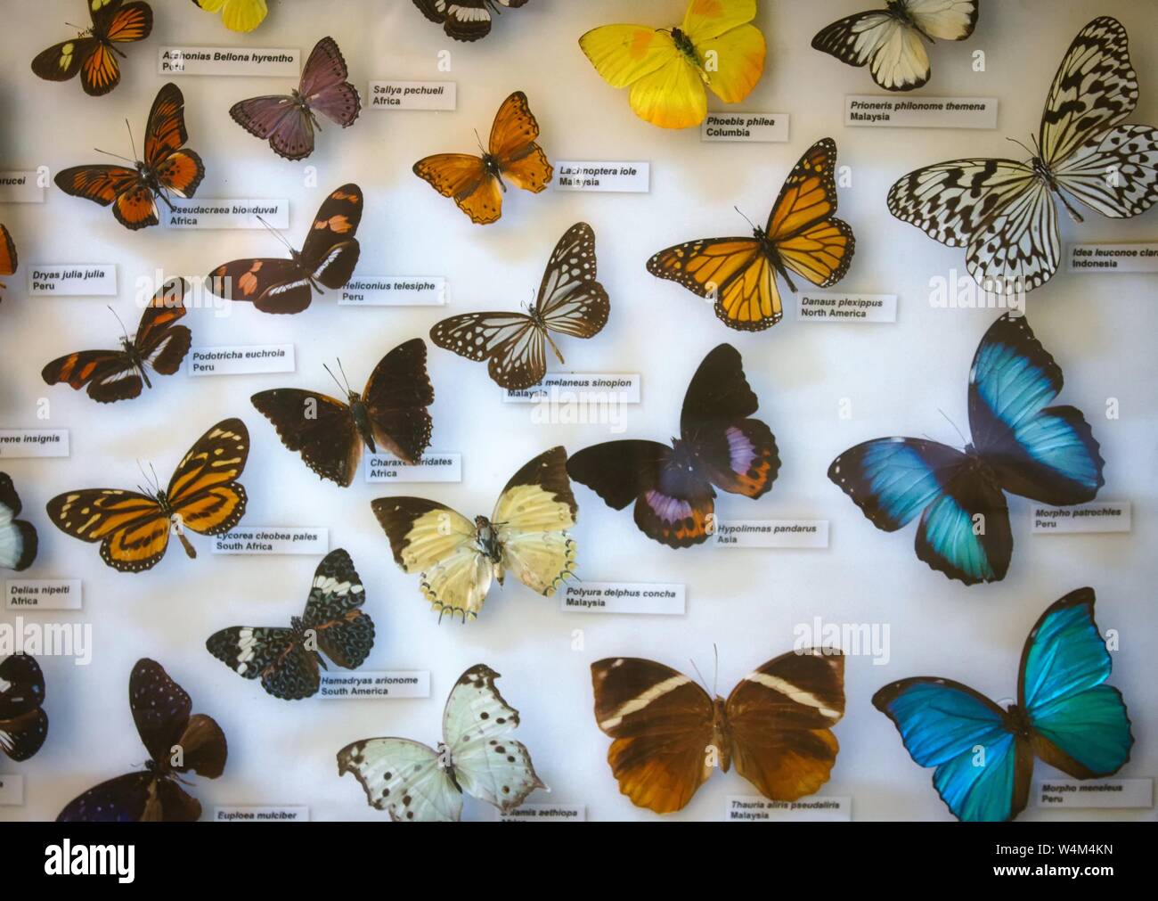 Ein gut sortierter Schmetterling Kollektion in einer Glasvitrine mit Namen Etiketten Stockfoto