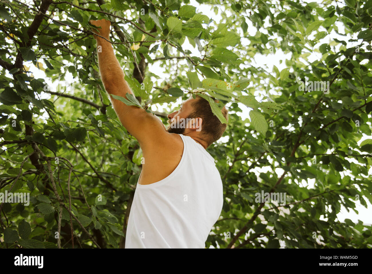 Organisch ohne Pestizide angebaut. Stockfoto