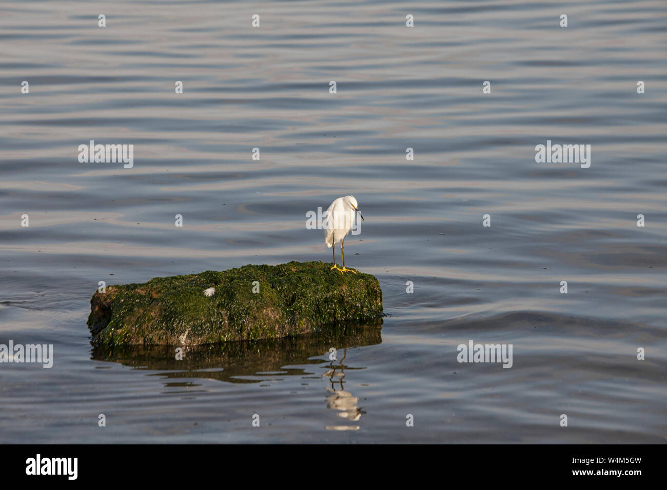 Juvenile snowy egret mit gelben Beinen auf einem Felsen bei den Islas Ballestas in Peru Stockfoto