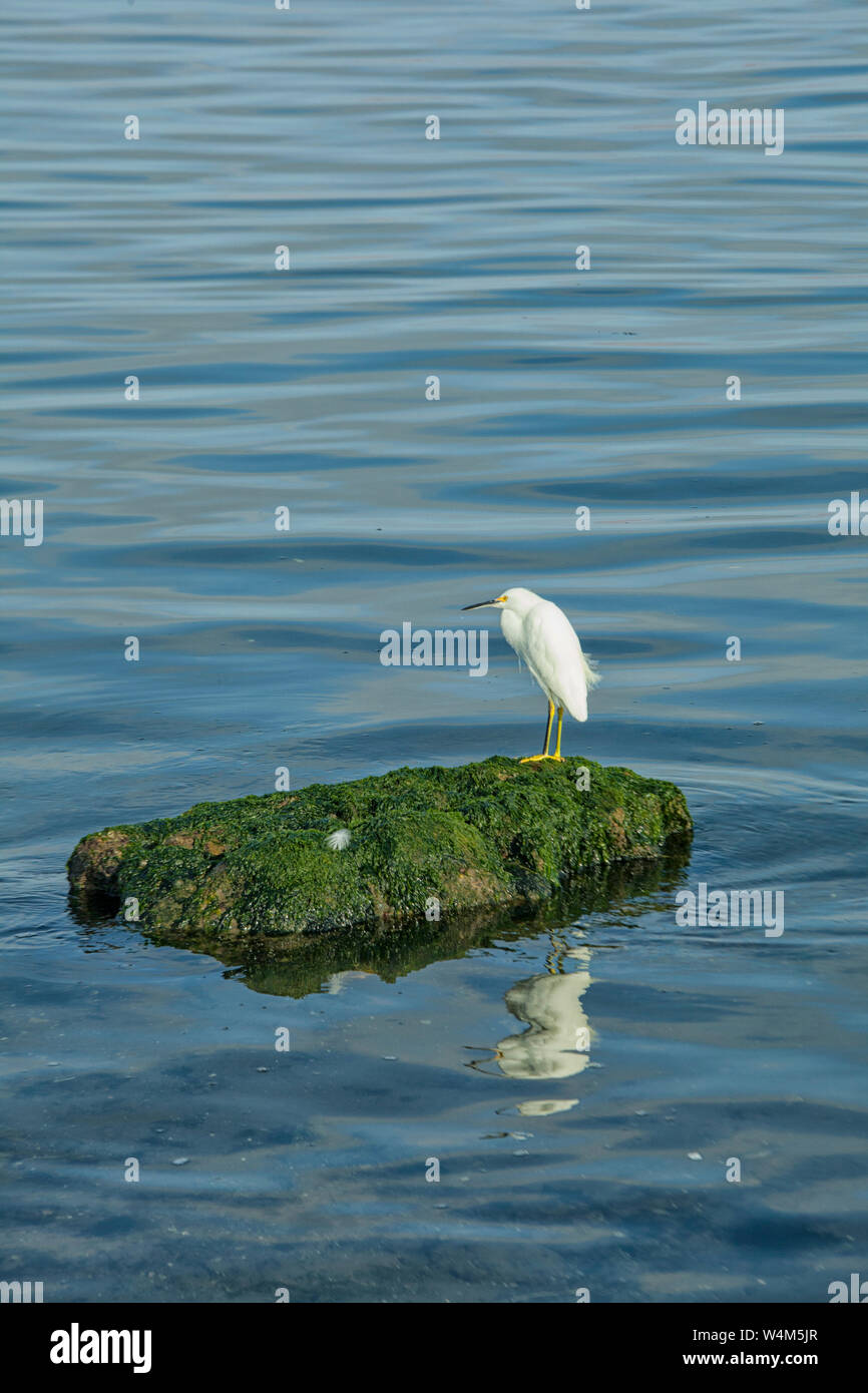 Zwei Kinder Snowy Reiher mit gelben Beinen auf einem Felsen bei den Islas Ballestas in Peru Stockfoto