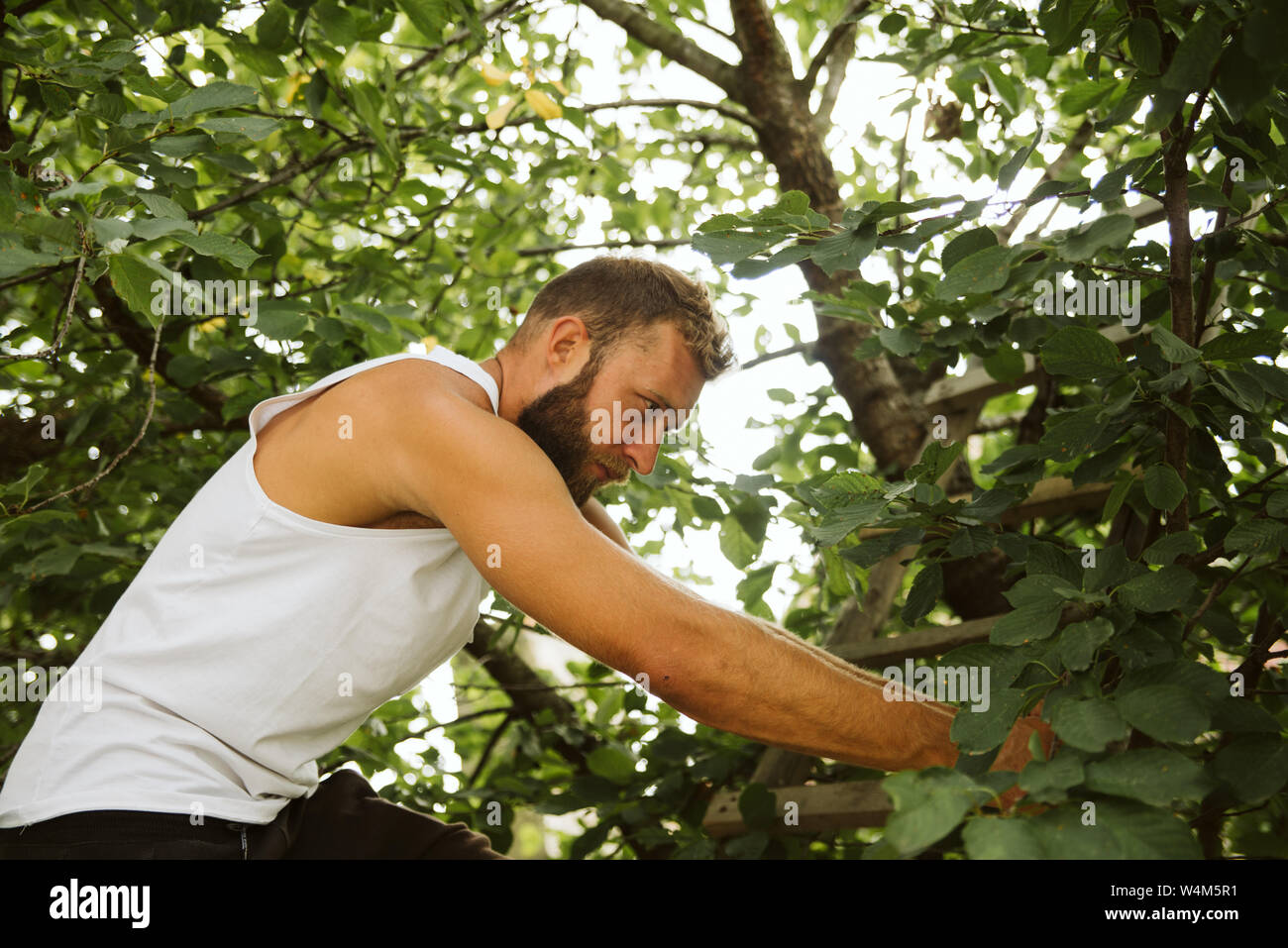 Organisch ohne Pestizide angebaut. Stockfoto