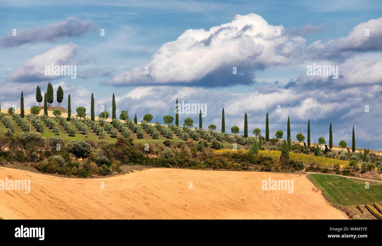 Gänge von Olivenbäumen und Zypressen. Italienische Landschaft. Toskana. Italien. Europa Stockfoto