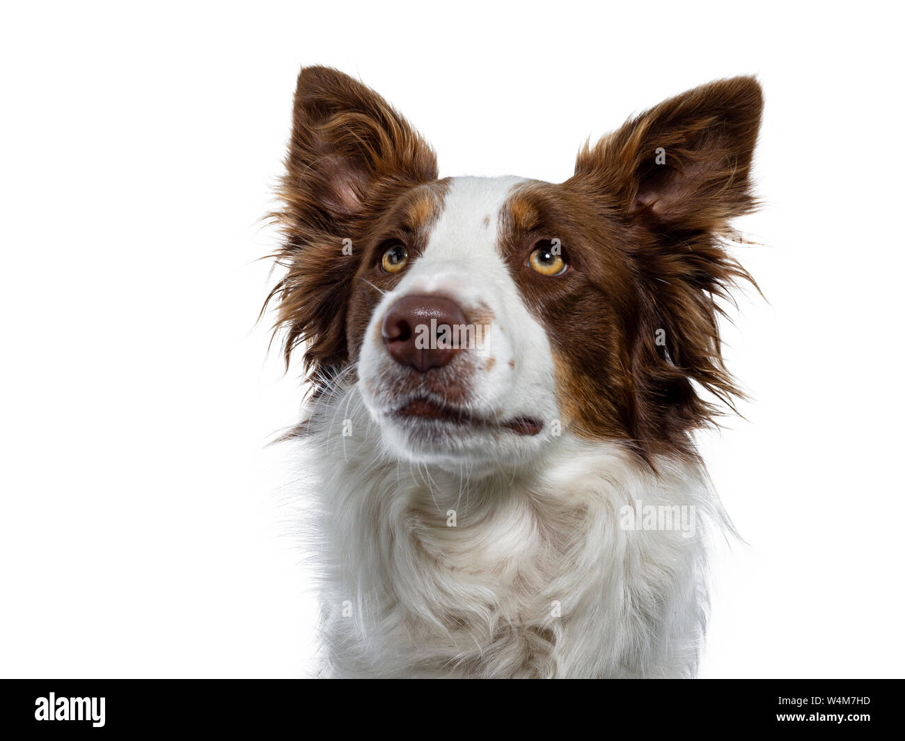 Kopf geschossen von Naughty suchen braun mit weißer Border Collie. Suchen / warten mit gelben Augen. Ohren und Mund geschlossen. Auf weissem backgr Isoliert Stockfoto