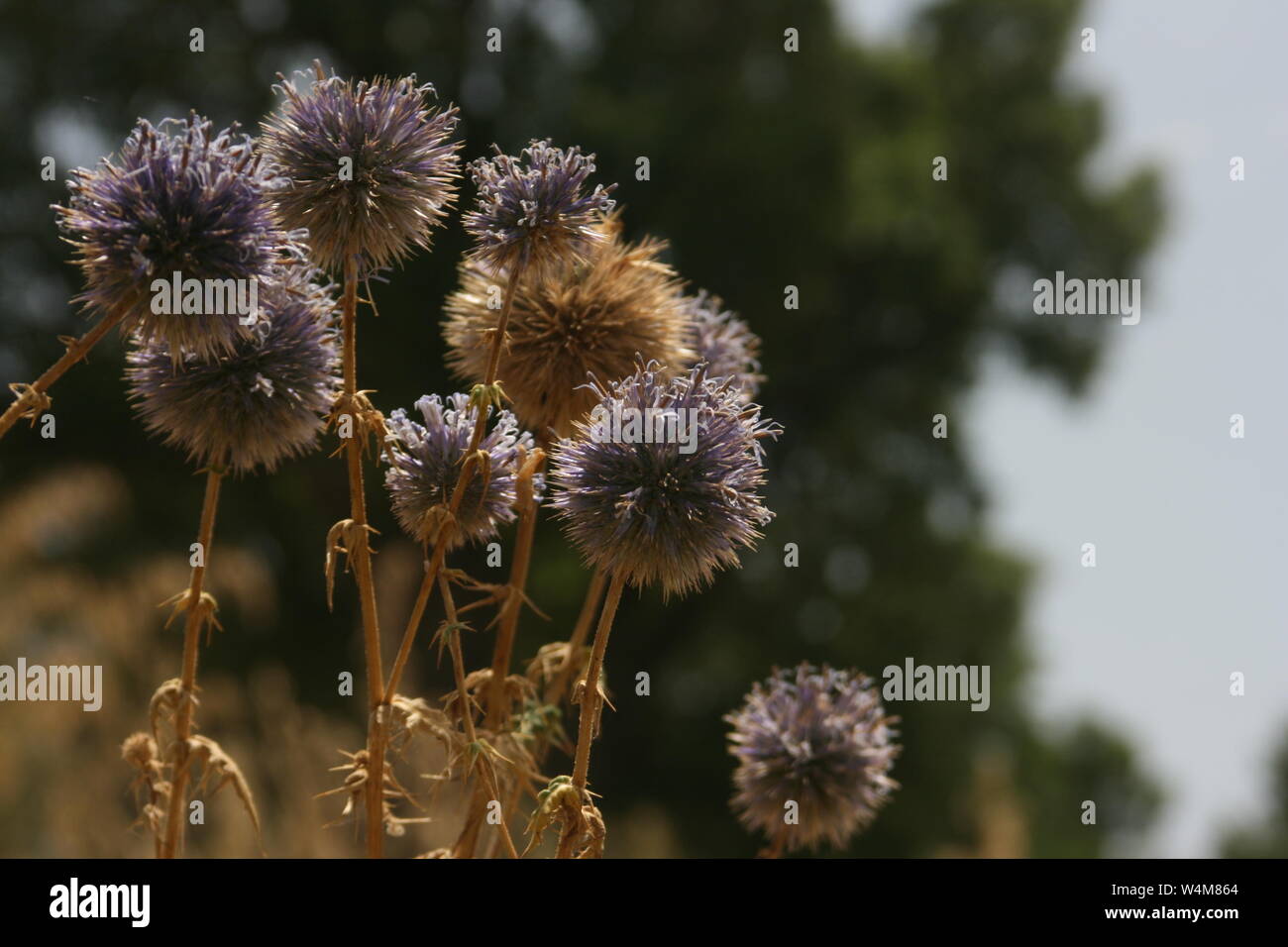 Südlichen Globus Disteln in einem Garten Stockfoto