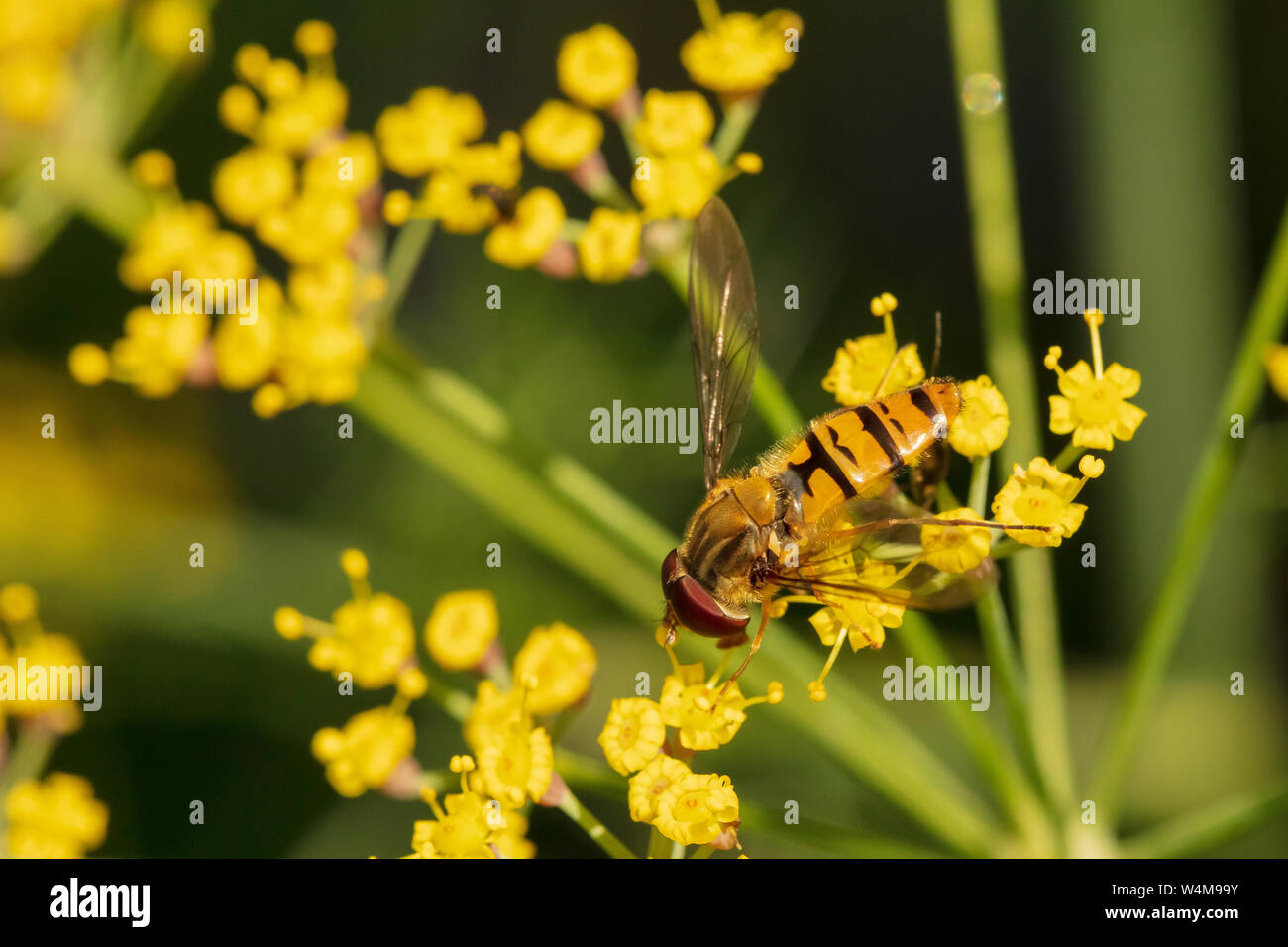 Schwebfliegen auf Fenchel in einem North Yorkshire Garten Mitte Sommer Sonnenschein. Stockfoto