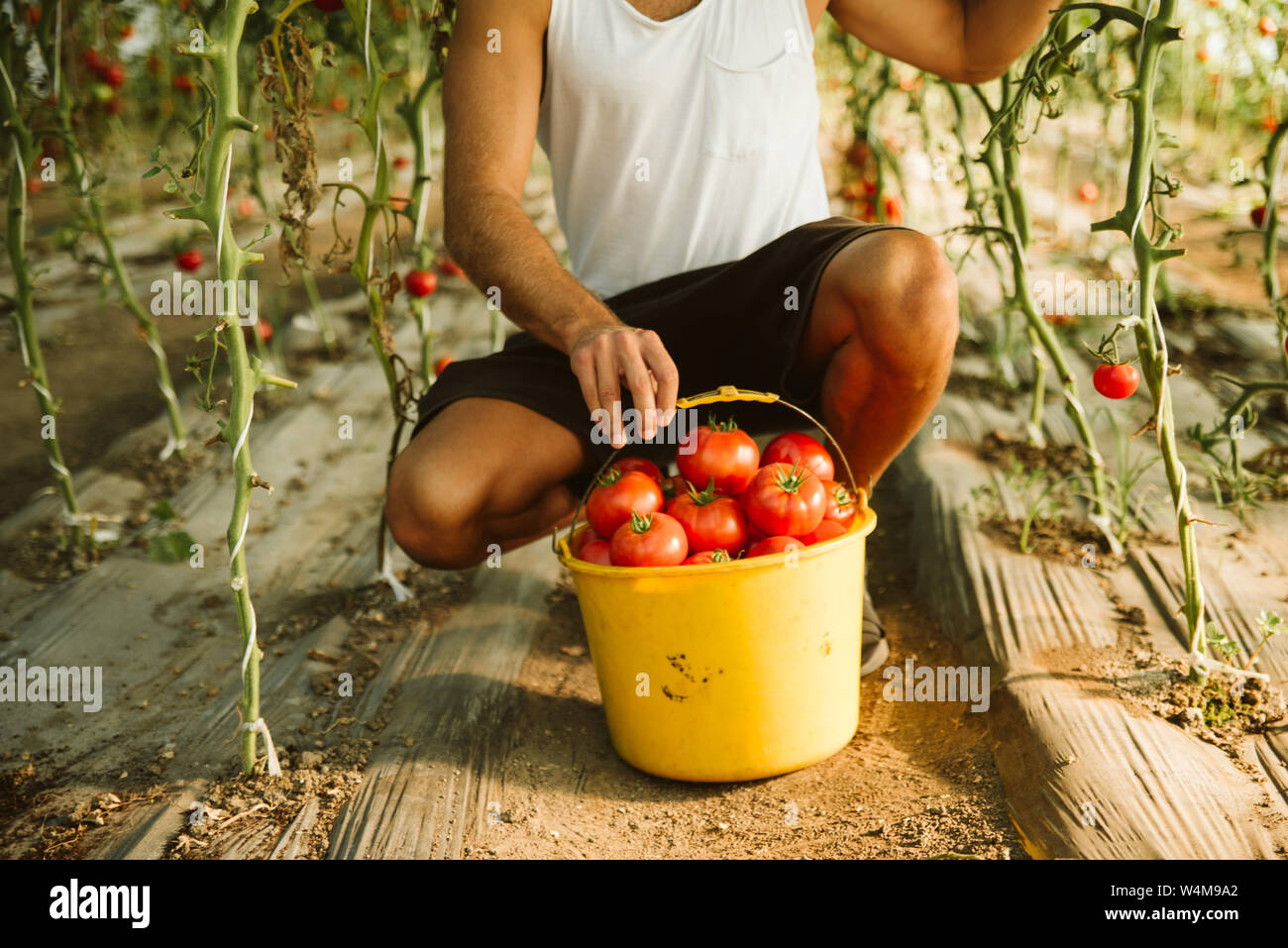 Organisch ohne Pestizide angebaut. Stockfoto