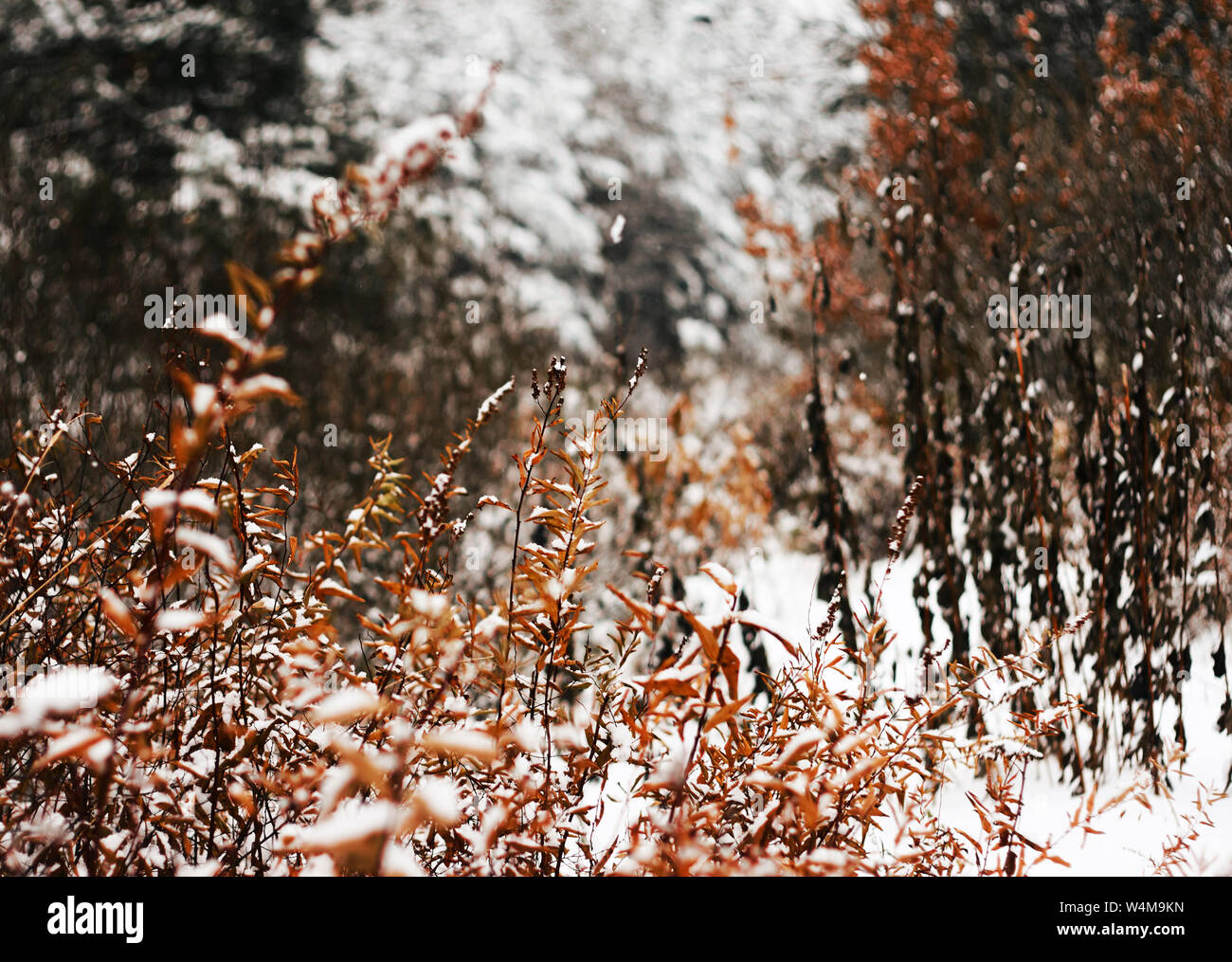 Helle Herbst mit rötlichen Blätter an den Büschen und Bäumen und der erste Schnee, den Büschen mit Schneeverwehungen abgedeckt. Der Winter kommt. Stockfoto