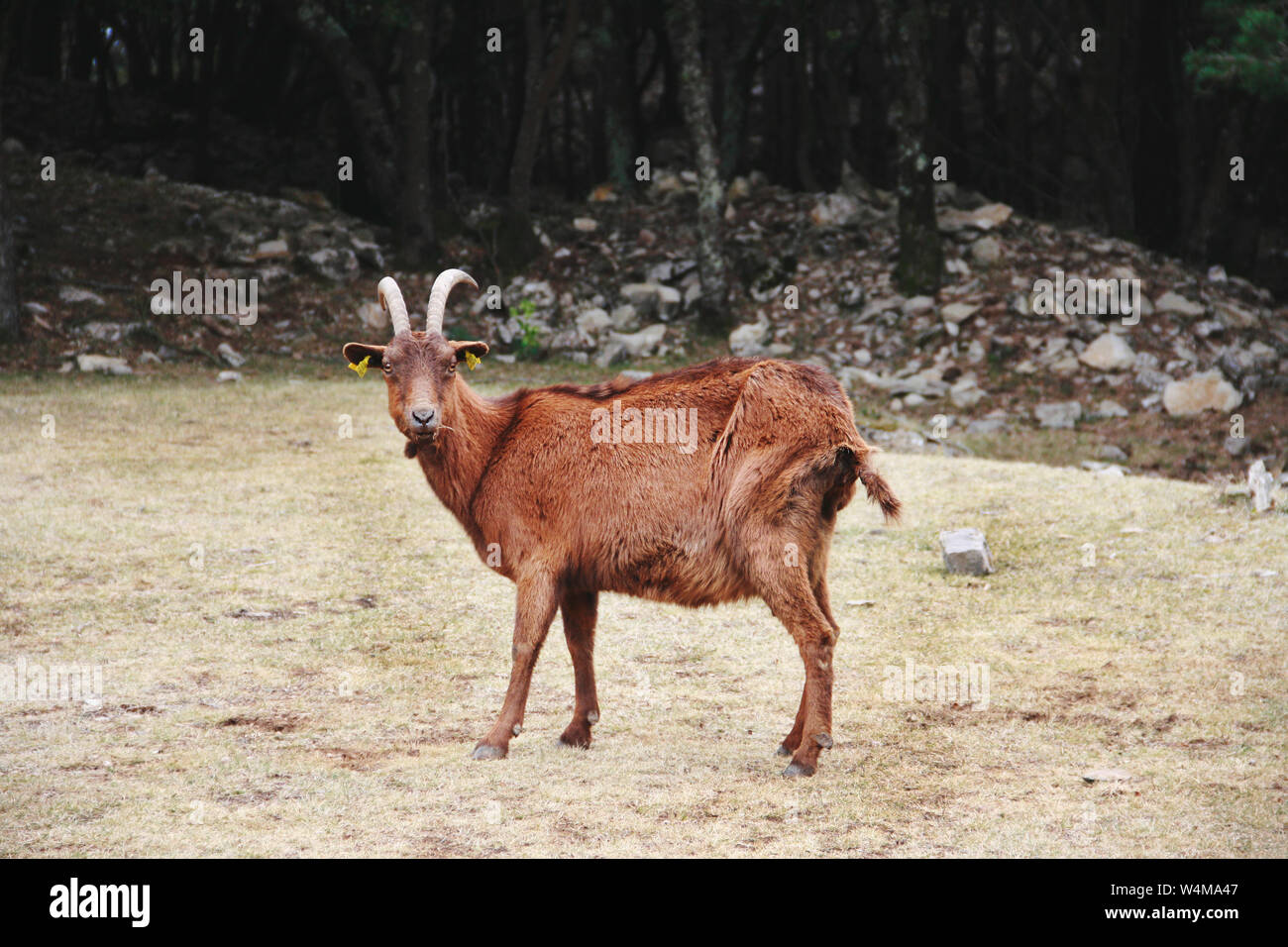 Pyrenäen Ziege, der gerade in die Kamera starrt. Stockfoto