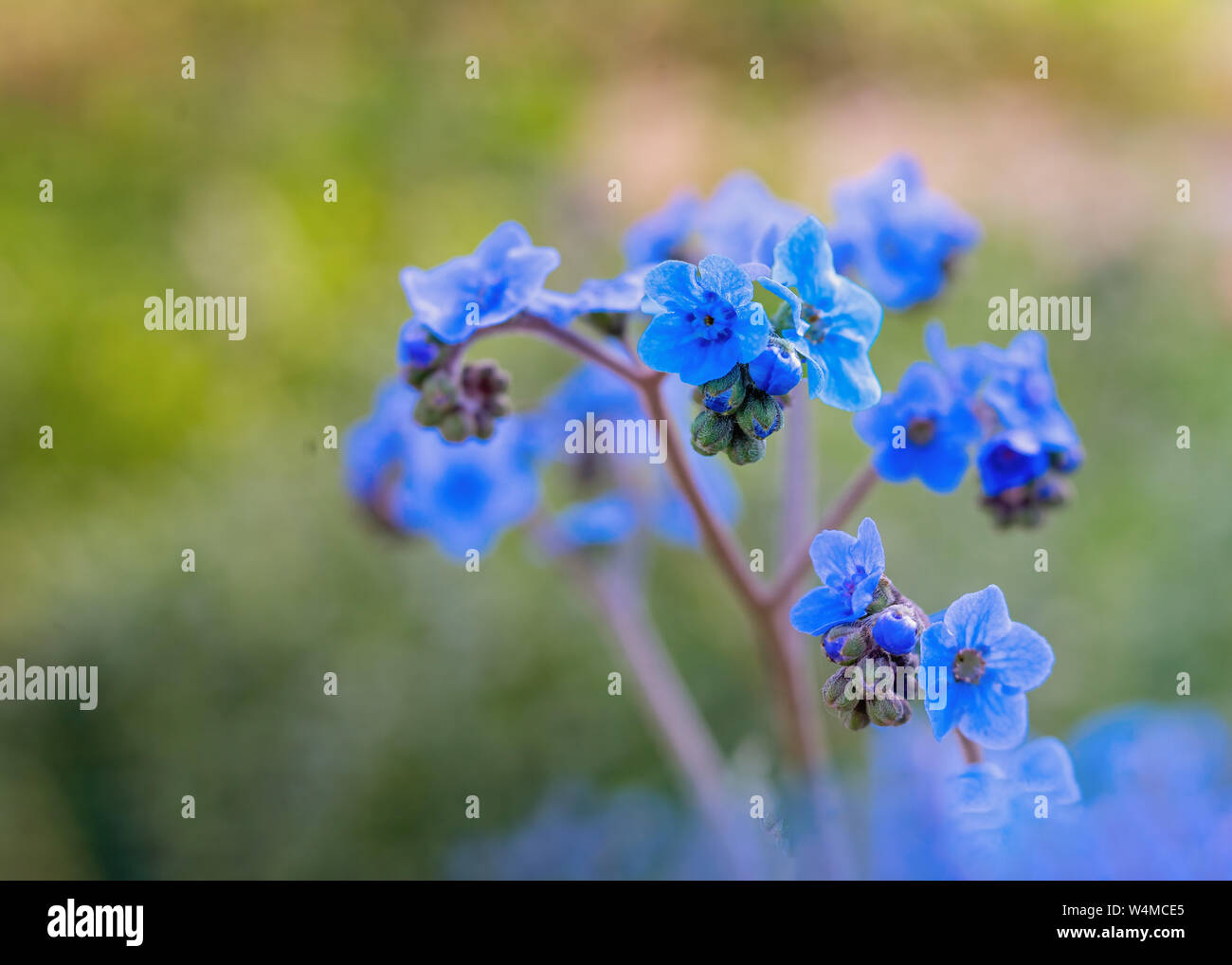 Winzige blaue Blüten der chinesischen Vergiss mich nicht. Stockfoto