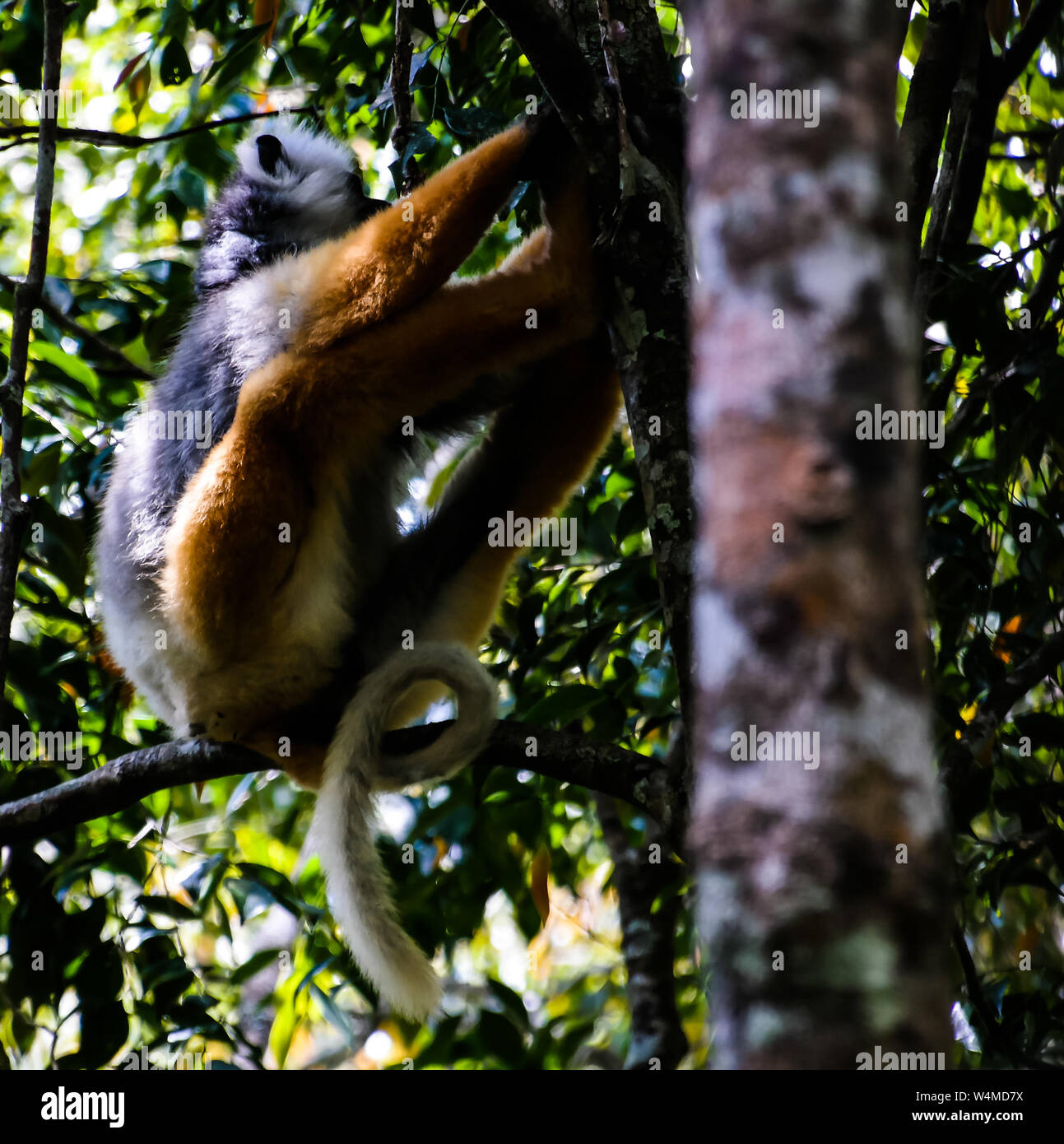 Portrait von diademed Sifaka aka Propithecus diadema oder diademed Simpona, Analamazaotra Special Reserve, Andasibe-Mantadia National Park. , Andasibe, Al Stockfoto