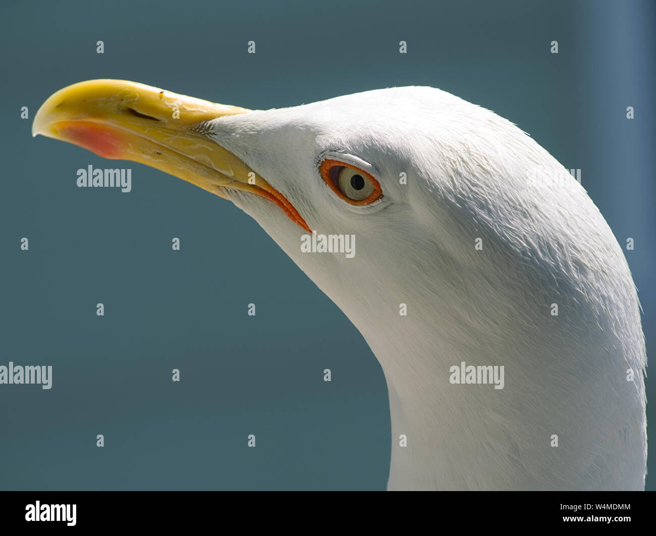 Detail der Kopf einer Möwe mit den grauen Hintergrund blau Stockfoto