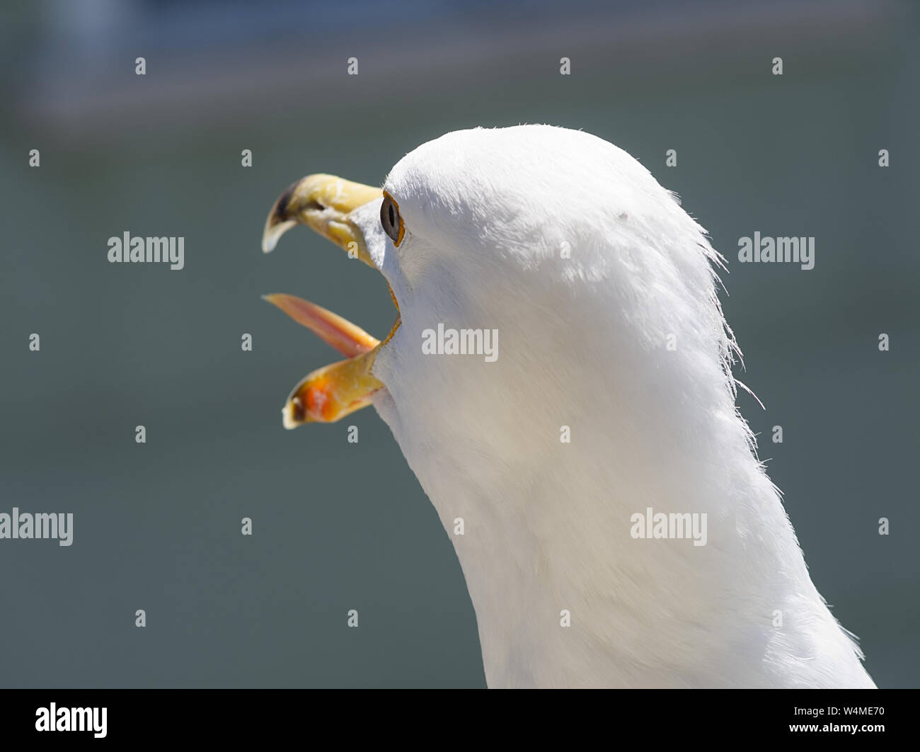 Detail der Kopf einer Möwe mit den grauen Hintergrund blau Stockfoto
