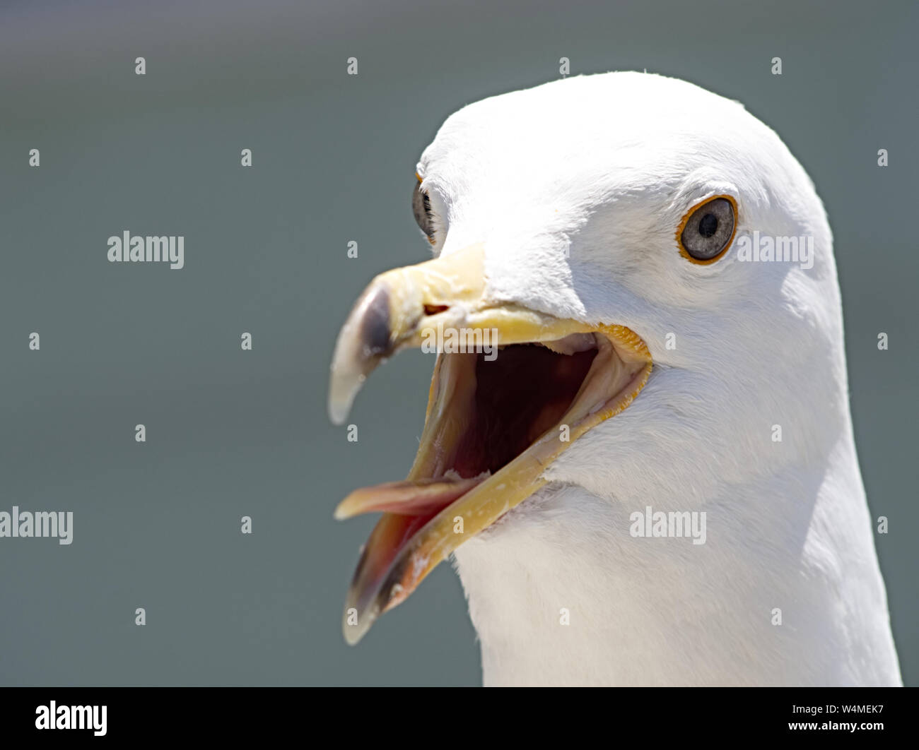 Detail der Kopf einer Möwe mit den grauen Hintergrund blau Stockfoto