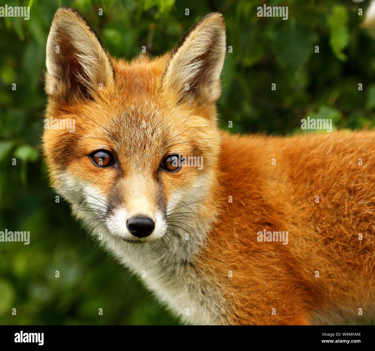 Die Red Fox (Vulpes vulpes): Ist eine Ikone der britischen Wildnis. Mit seiner markanten roten Fell und dem buschigen Schwanz es einfach wunderschön anzusehen ist. Stockfoto