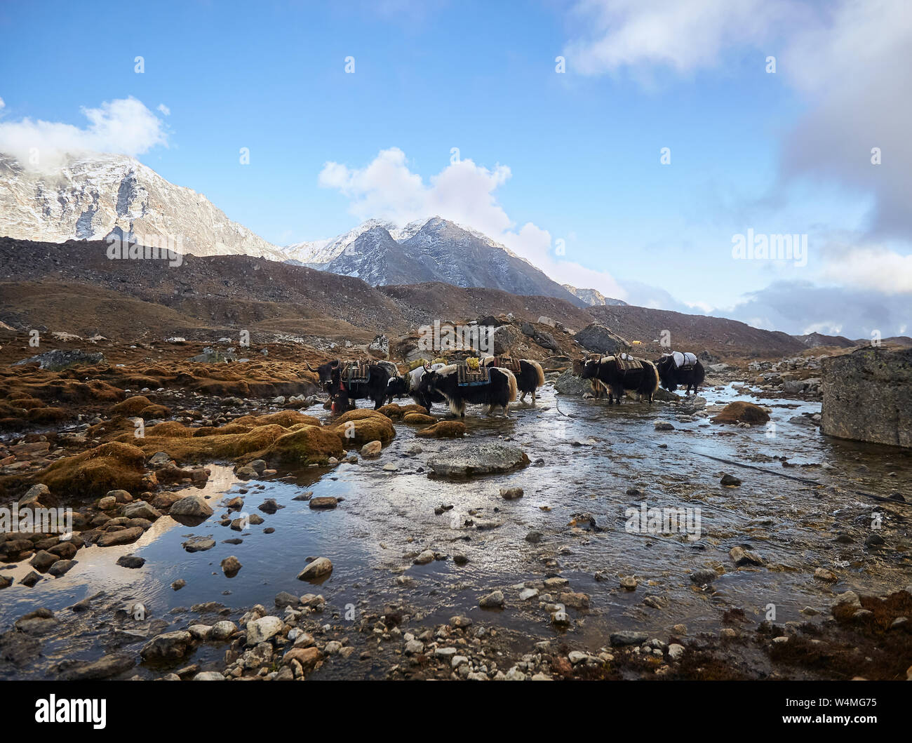 Yaks Lasten tragen auf dem Weg zum Everest Base Camp, Everest, Himalaya, Nepal. Stockfoto