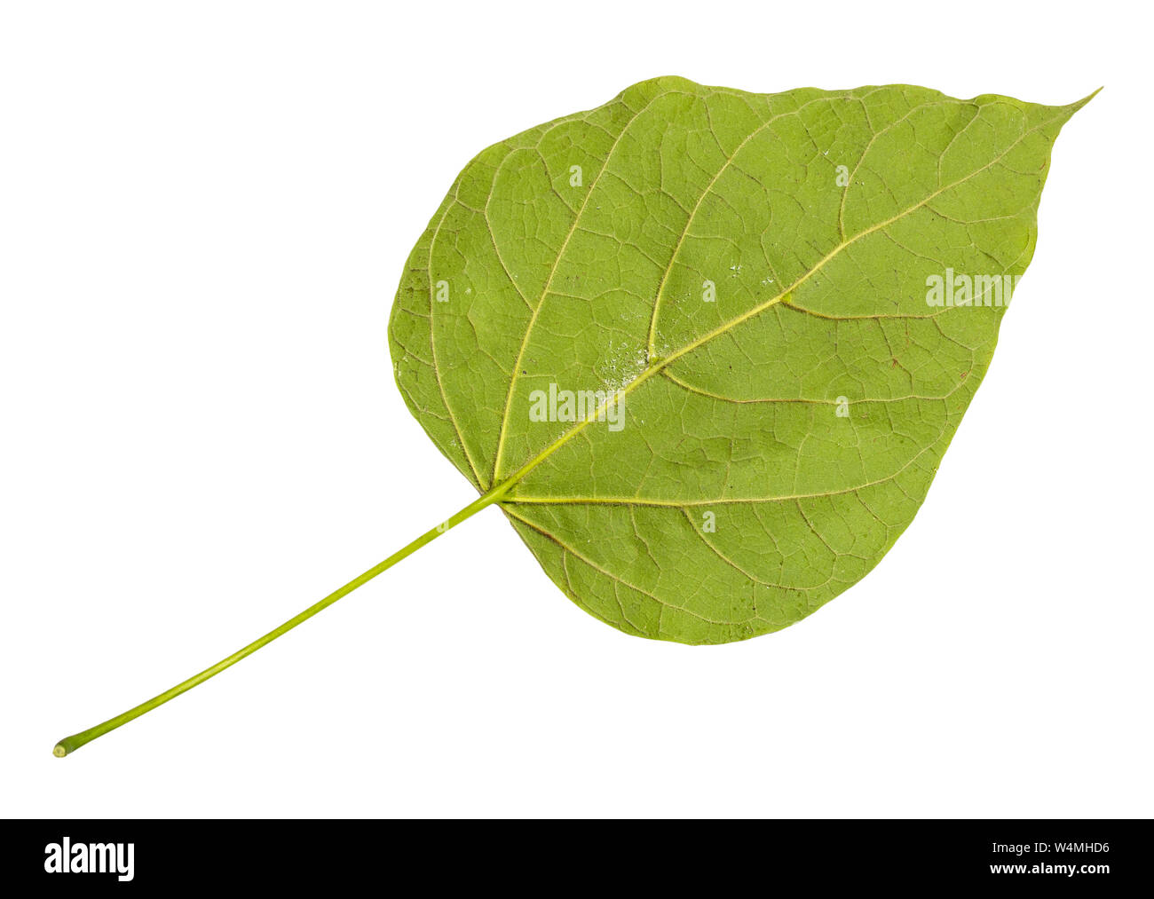 Rückseite der frische grüne Blätter (catalpa Catalpa bignonioides, Southern Catalpa, cigartree) Baum schneiden Sie auf weißem Hintergrund Stockfoto