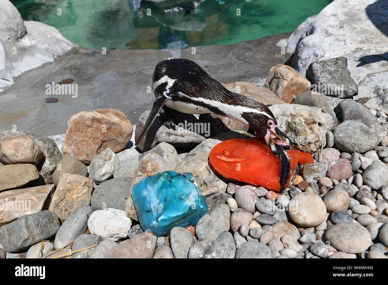 Pinguine in der West Midlands Safari Park Abkühlen mit Makrelen aromatisiert Eis. Das Vereinigte Königreich ist versteifung selbst für das, was seiner heißesten je Tag am Donnerstag werden könnte, nach dem Gewitter Brände und Schiene Unterbrechung ausgelöst. Stockfoto