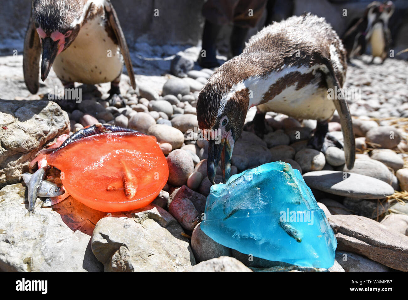 Pinguine im West Midlands Safari Park kühlen sich mit Eis mit Makrelengeschmack ab. Das Vereinigte Königreich stellt sich auf den möglicherweise heißesten Tag am Donnerstag ein, nachdem Blitzstürme Brände und Eisenbahnunterbrechungen ausgelöst haben. Stockfoto