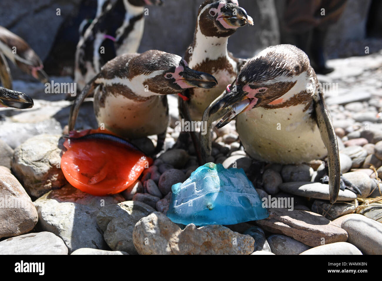 Pinguine in der West Midlands Safari Park Abkühlen mit Makrelen aromatisiert Eis. Das Vereinigte Königreich ist versteifung selbst für das, was seiner heißesten je Tag am Donnerstag werden könnte, nach dem Gewitter Brände und Schiene Unterbrechung ausgelöst. Stockfoto