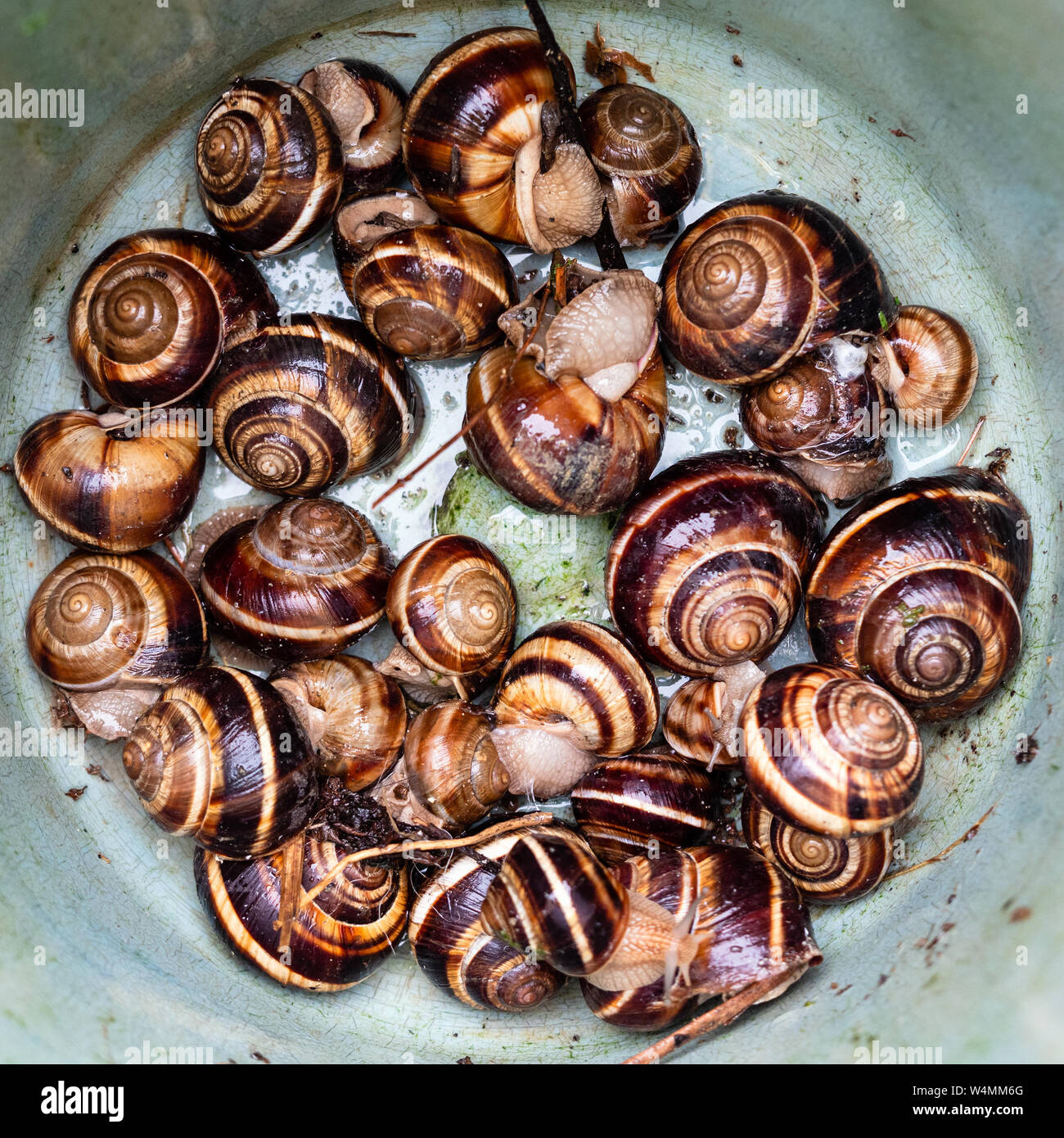 Ansicht von oben viele Schnecken (helix lucorum) in Kunststoff Schaufel Stockfoto