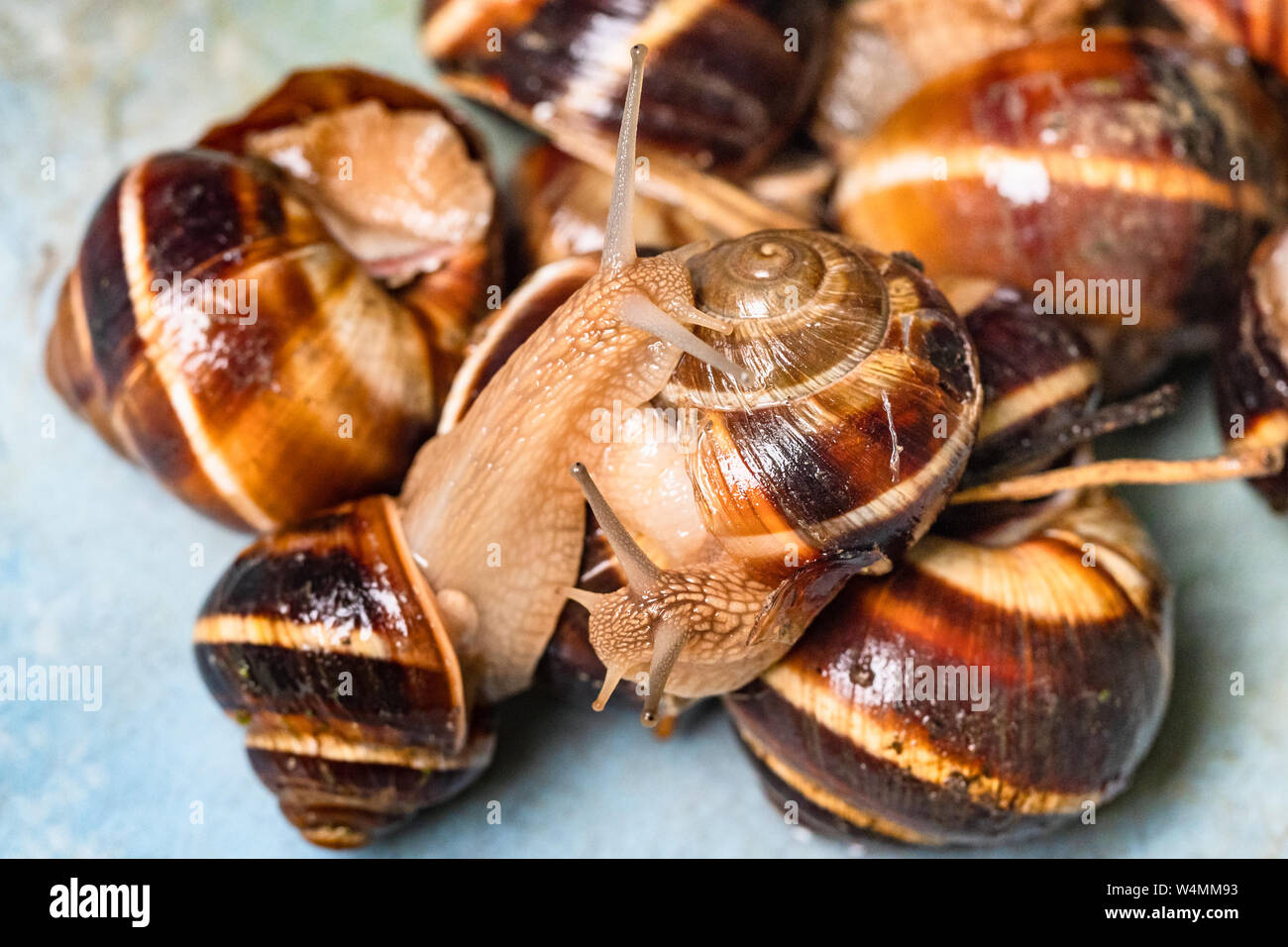 Zwei Schnecken (helix lucorum) klettert auf gesammelten Schnecken close-up in Kunststoff Schaufel Stockfoto