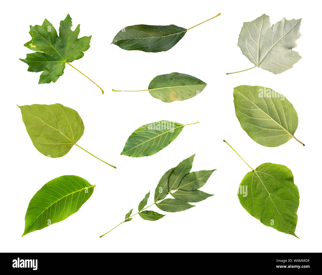 Sammlung von verschiedenen frischen grünen Blätter der Bäume vom Kuban schneiden Sie auf weißem Hintergrund (catalpa, Ahorn, Apfel, White Poplar, Birne, Quitte, walnu Stockfoto