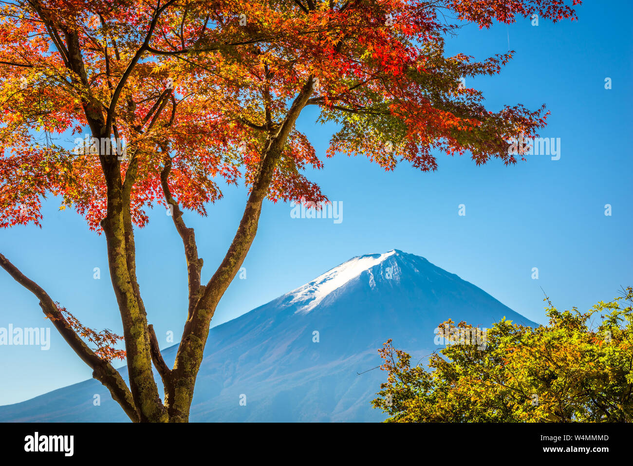 Mt. Fuji, Japan Blick auf den Gipfel mit Herbst Laub. Stockfoto
