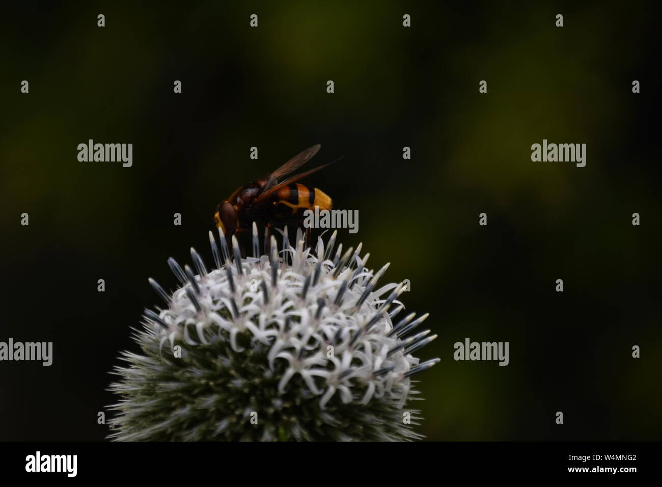 Bienen auf einer Blume Stockfoto