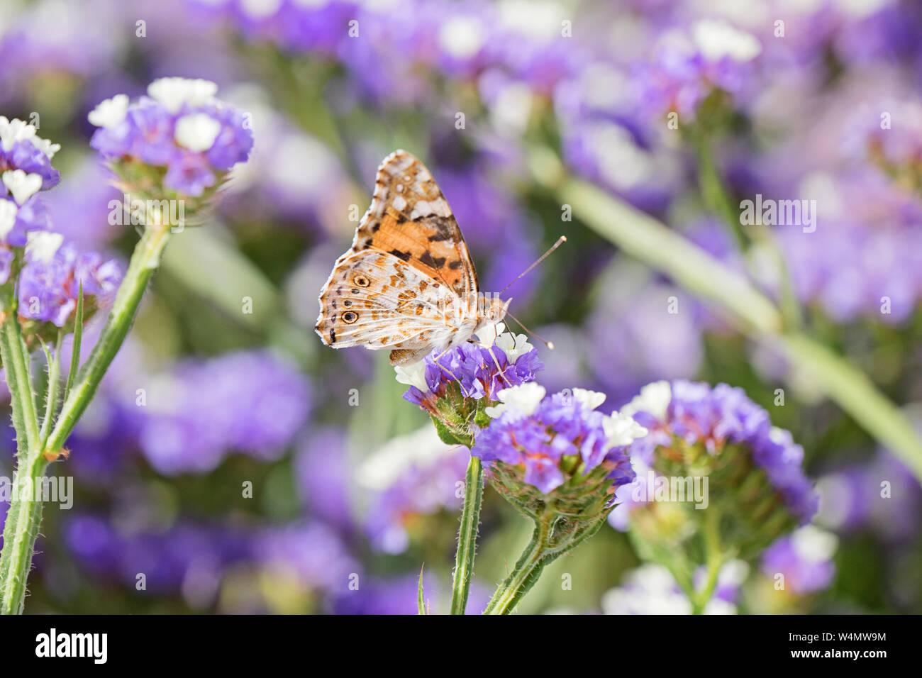 Nahaufnahme des schönen Silber - gewaschen Fritillaryschmetterling oder Ceriagrion tenellum, mit geschlossenen Flügeln essen Honigtau auf lila Blumen in traumhafter Umgebung. Stockfoto