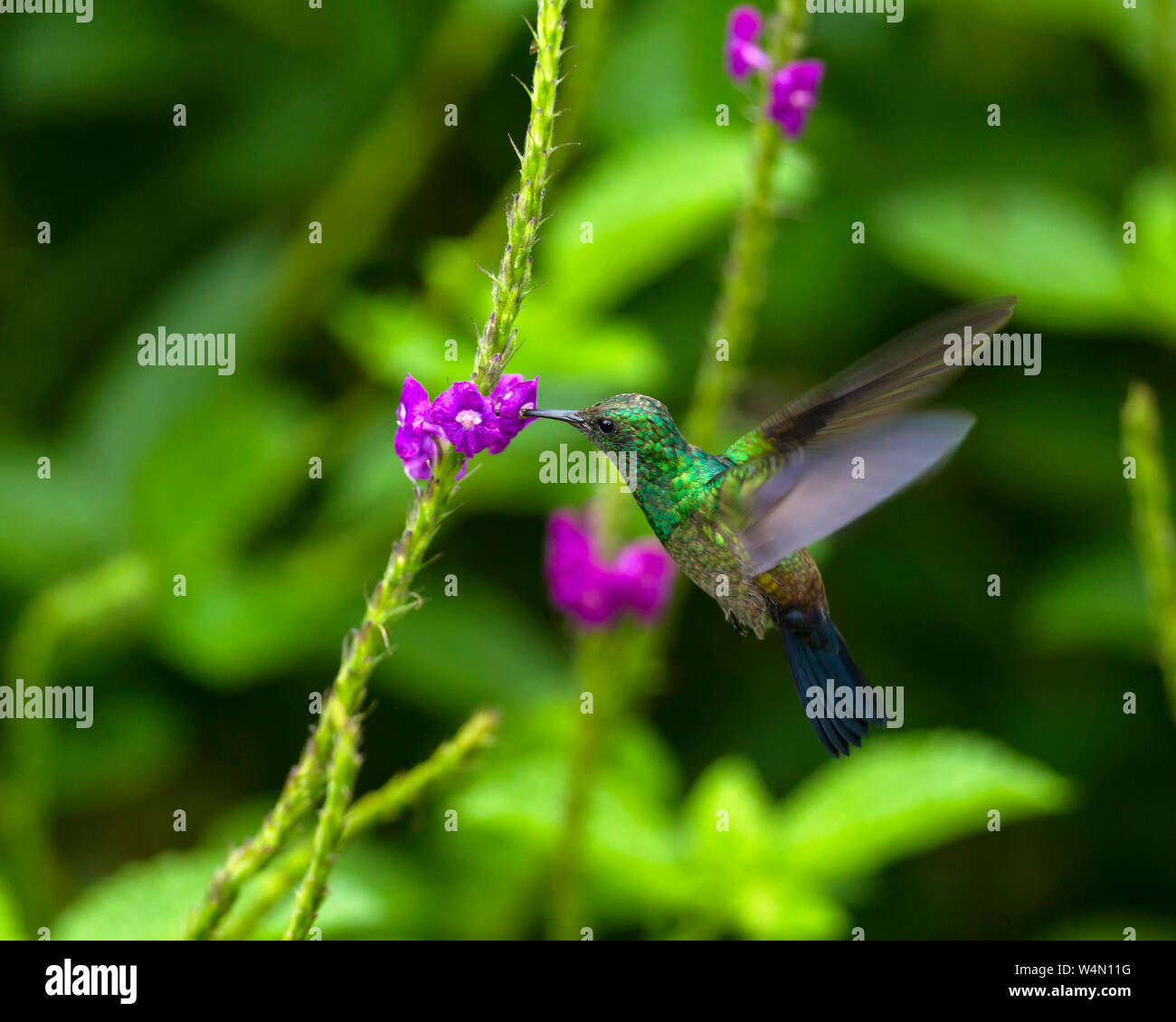 Tiere, Vögel, ein männlicher Steely-belüftete Kolibri, Amazilia saucerrottei, Feeds auf dem Anschluß eines Porterweed Blume in der Nähe des Vulkan Arenal in Costa Rica. Stockfoto