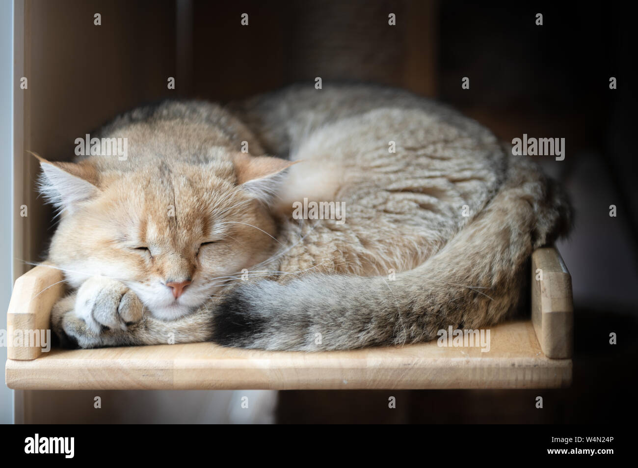 Süße braune American kurze Haare Katze schlafen auf Holz, Pet und Tier Konzept Stockfoto