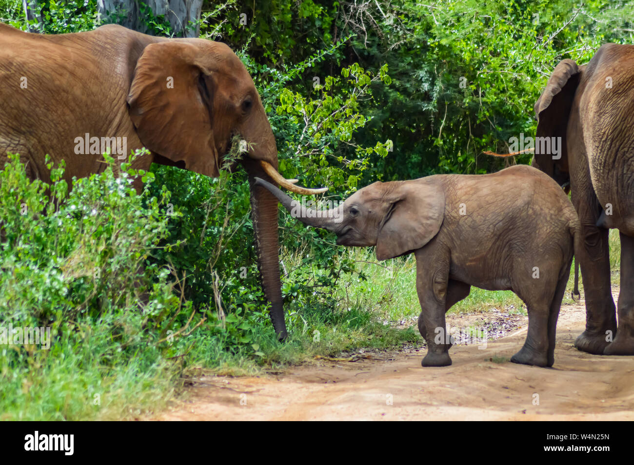 Ein Elefant und seine Kleinen. Bei einem Spaziergang in der Savanne des Nationalparks Tsavo West in Kenia Stockfoto