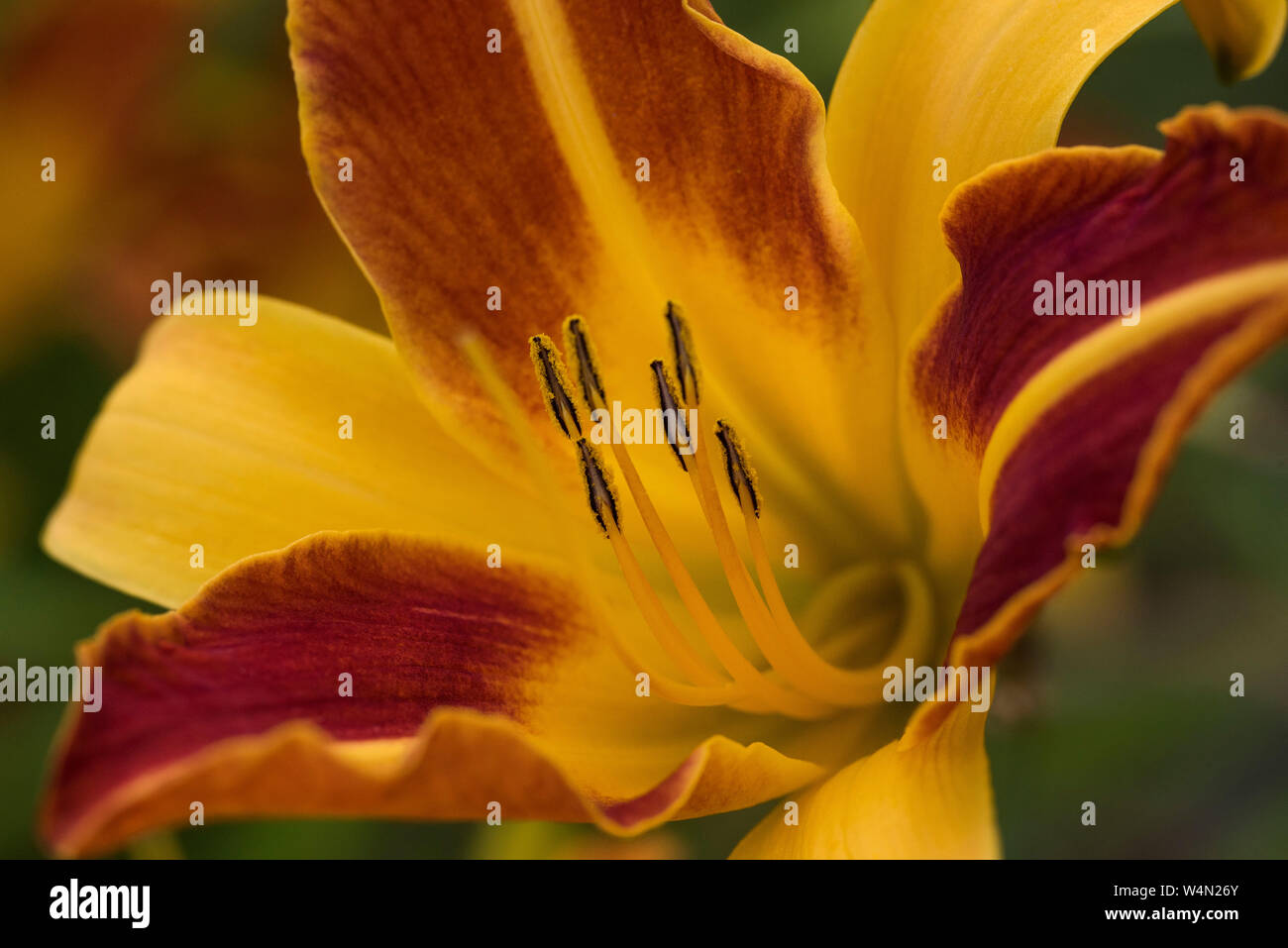 Rote und gelbe daylillies, eventuell" Frans Hals'. Stockfoto