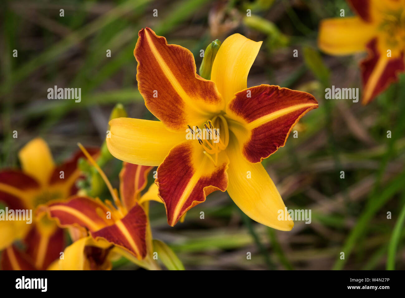 Rote und gelbe daylillies, eventuell" Frans Hals'. Stockfoto