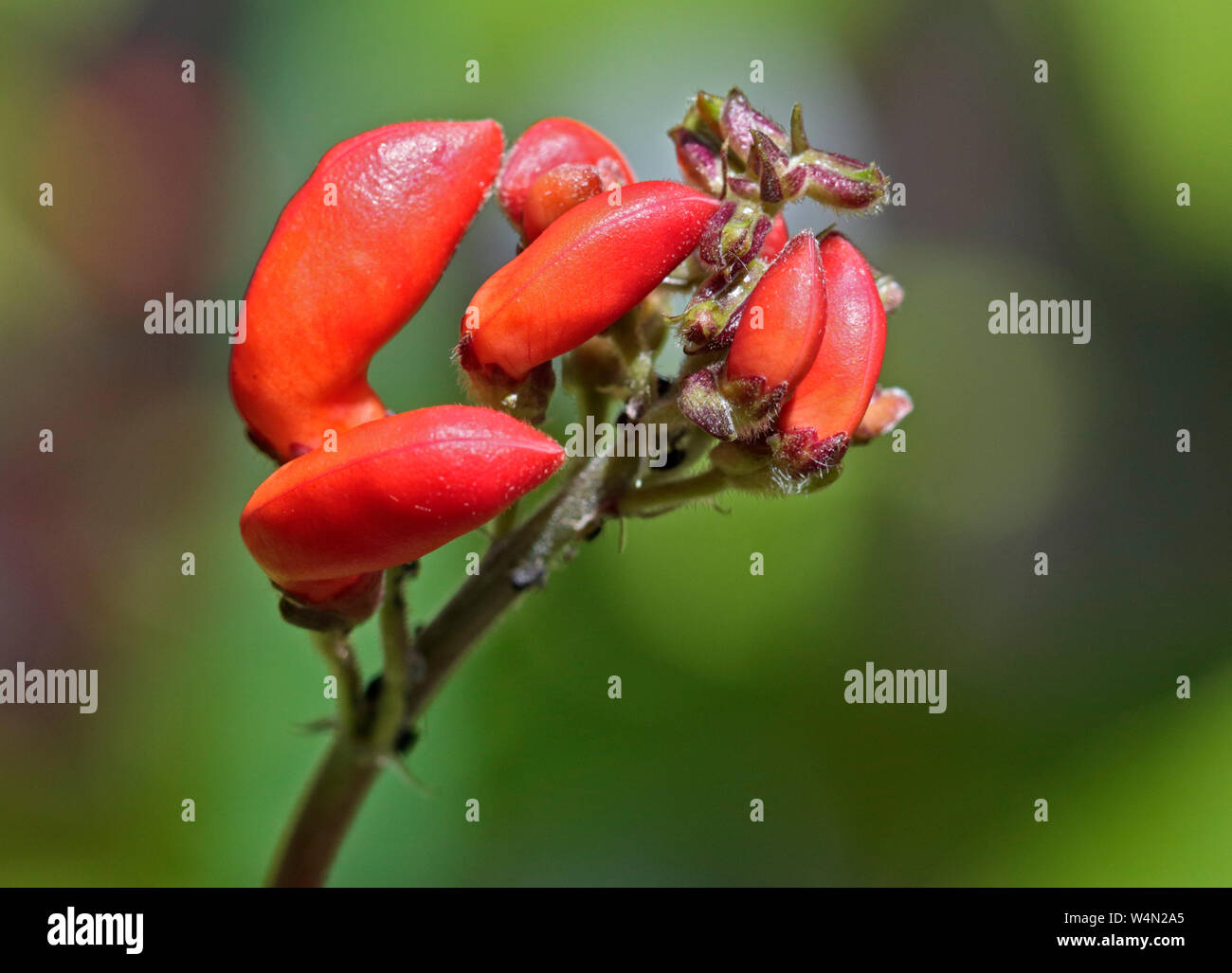 Prunkbohne Blüte, der Sorte Benchmaster Stockfoto