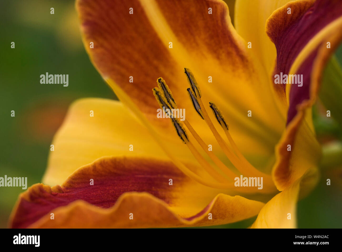 Rote und gelbe daylillies, eventuell" Frans Hals'. Stockfoto