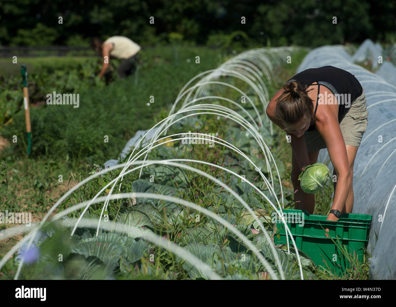UNITED STATES - Juni 26, 2019: Paige Burger Ernte Anfang der Saison Ernten beim Bainum Family Foundation Farm in der Nähe von Middelburg. Ernten in Heute lief Stockfoto
