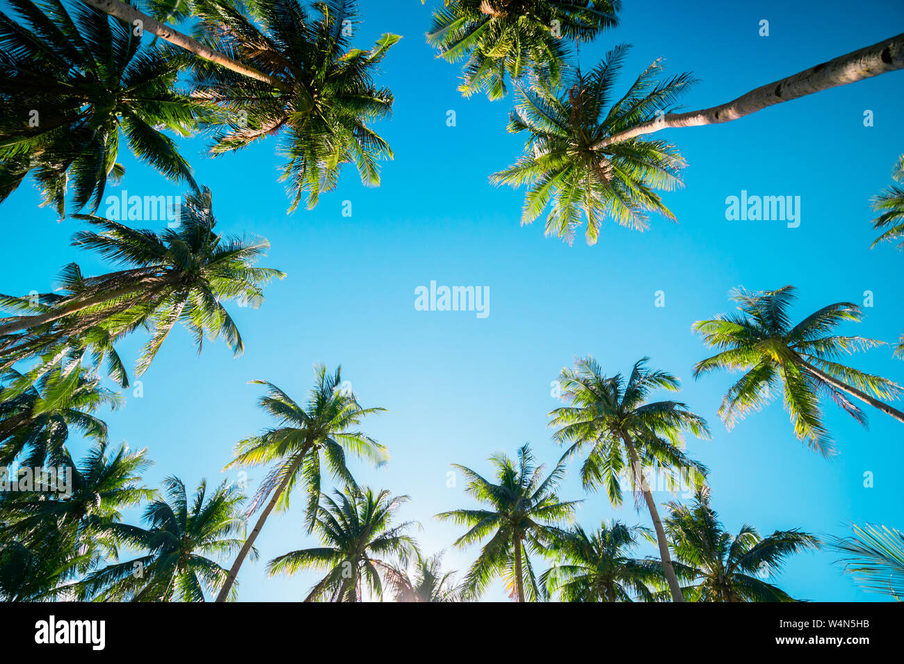 Ein Wald aus Palmen an einem sonnigen Tag. Stockfoto