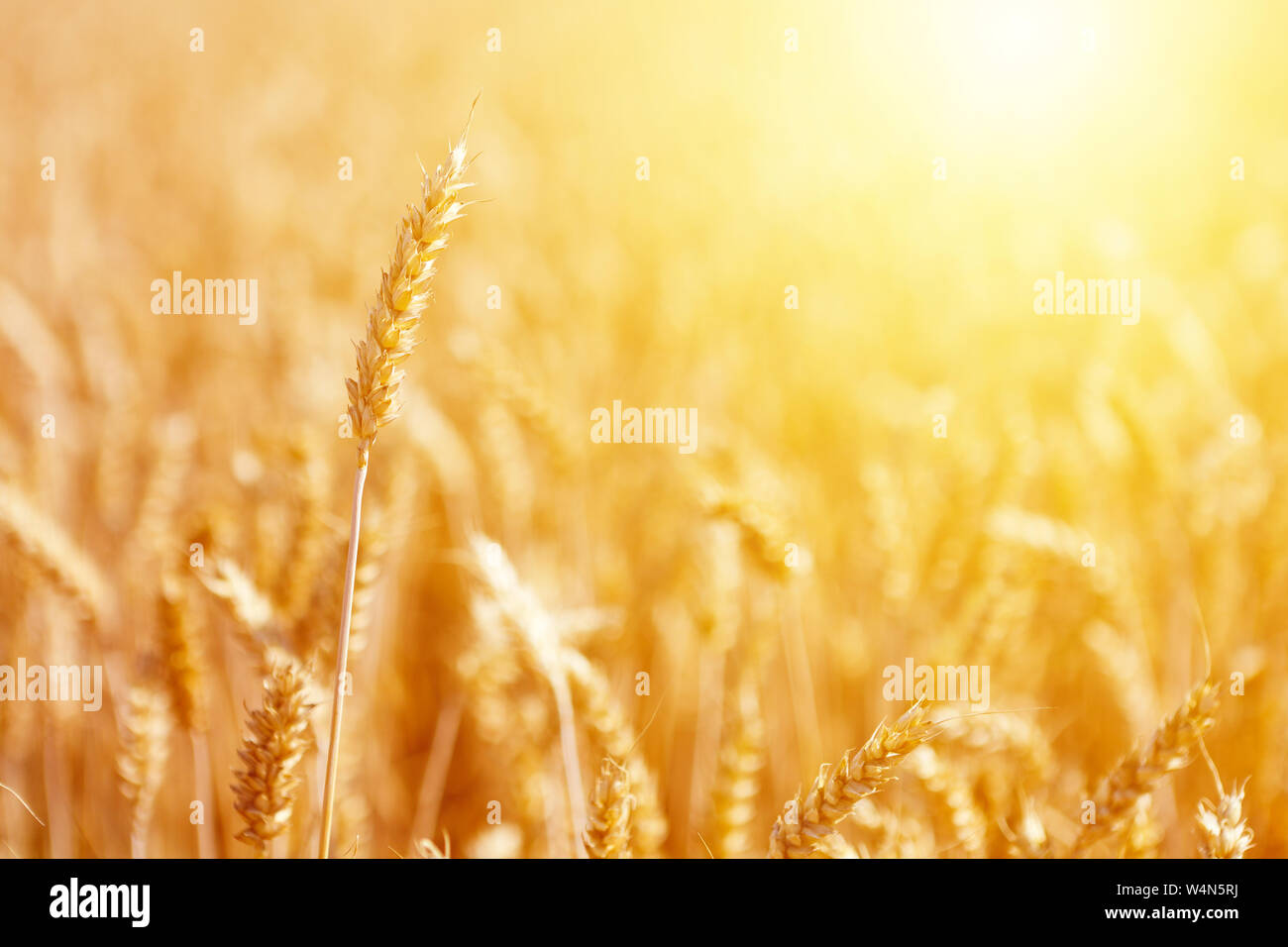 Reife Ähre im Golden sunrise gegen verschwommenen Hintergrund Stockfoto