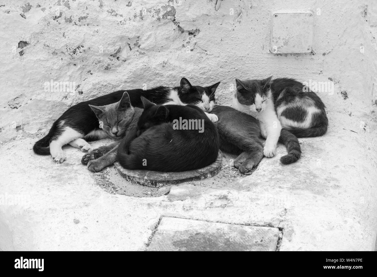 Schlafen streunende Katzen in Emporio Santorini Griechenland. Familie der Katzen. Stockfoto