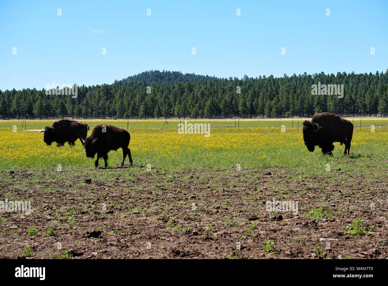 Bison durchstreifen ein Feld voller wilder Blumen Stockfoto
