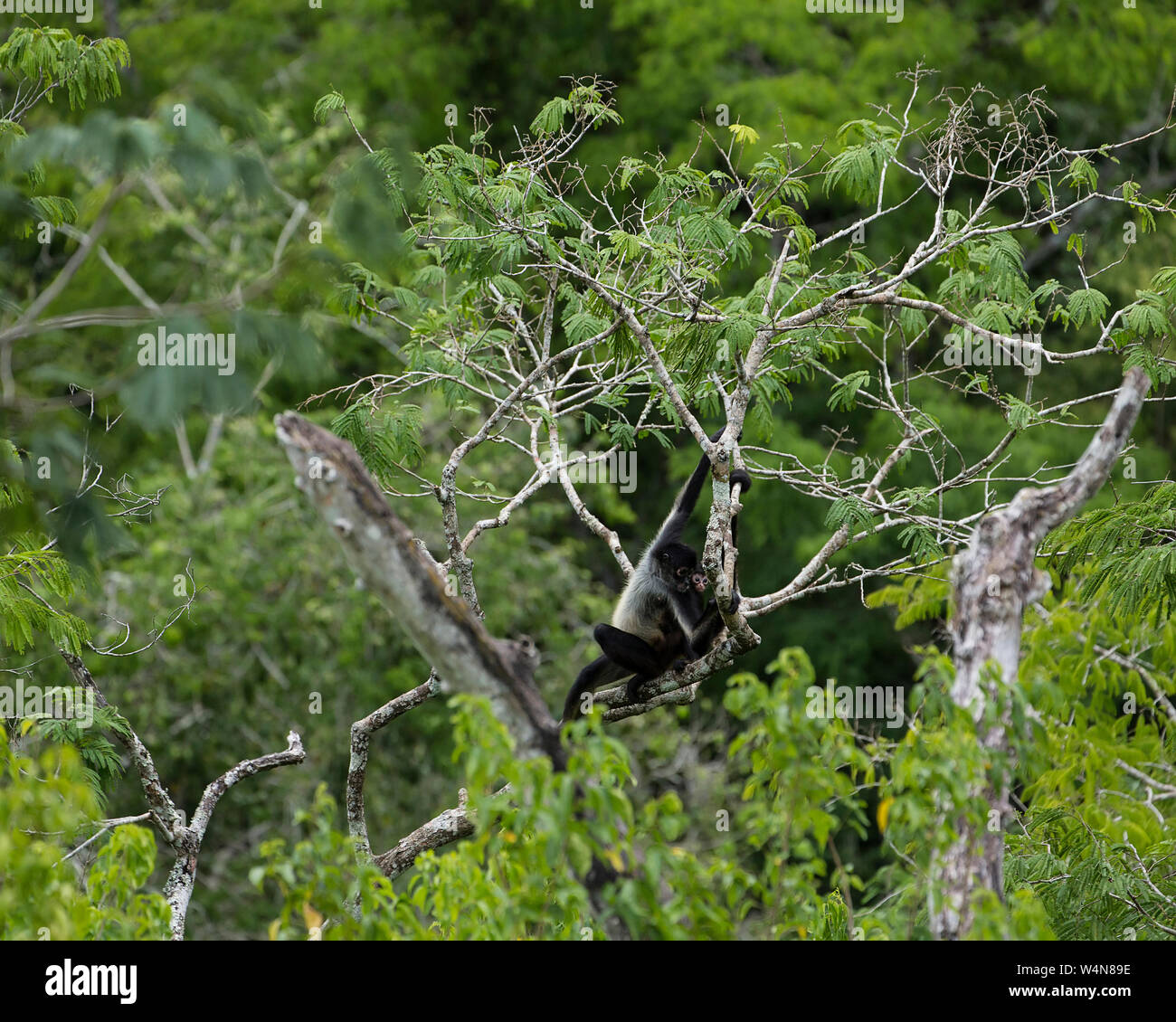 Guatemala, eine Schwarz- oder geoffroy's Spider Monkey, Ateles geoffroyi, bewegt sich durch die 'Stress in Tikal National Park, einem UNESCO-Weltkulturerbe. Stockfoto