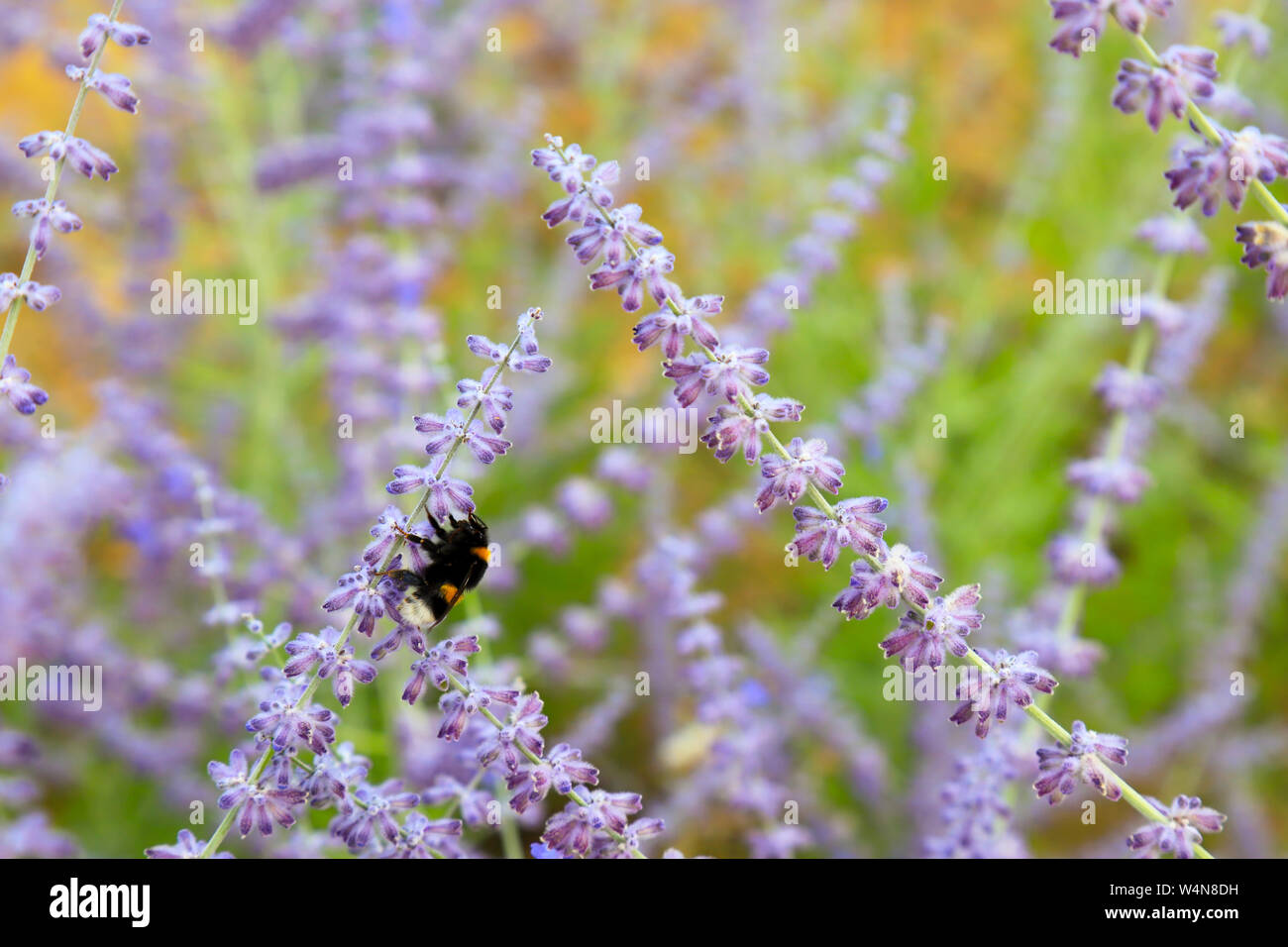 Big Bumblebee sammelt Pollen auf der schönen Lavendelblüten. Büsche von Lavendel duftenden Blumen blühen im Sommer im Garten, Hintergrund, perfum Stockfoto