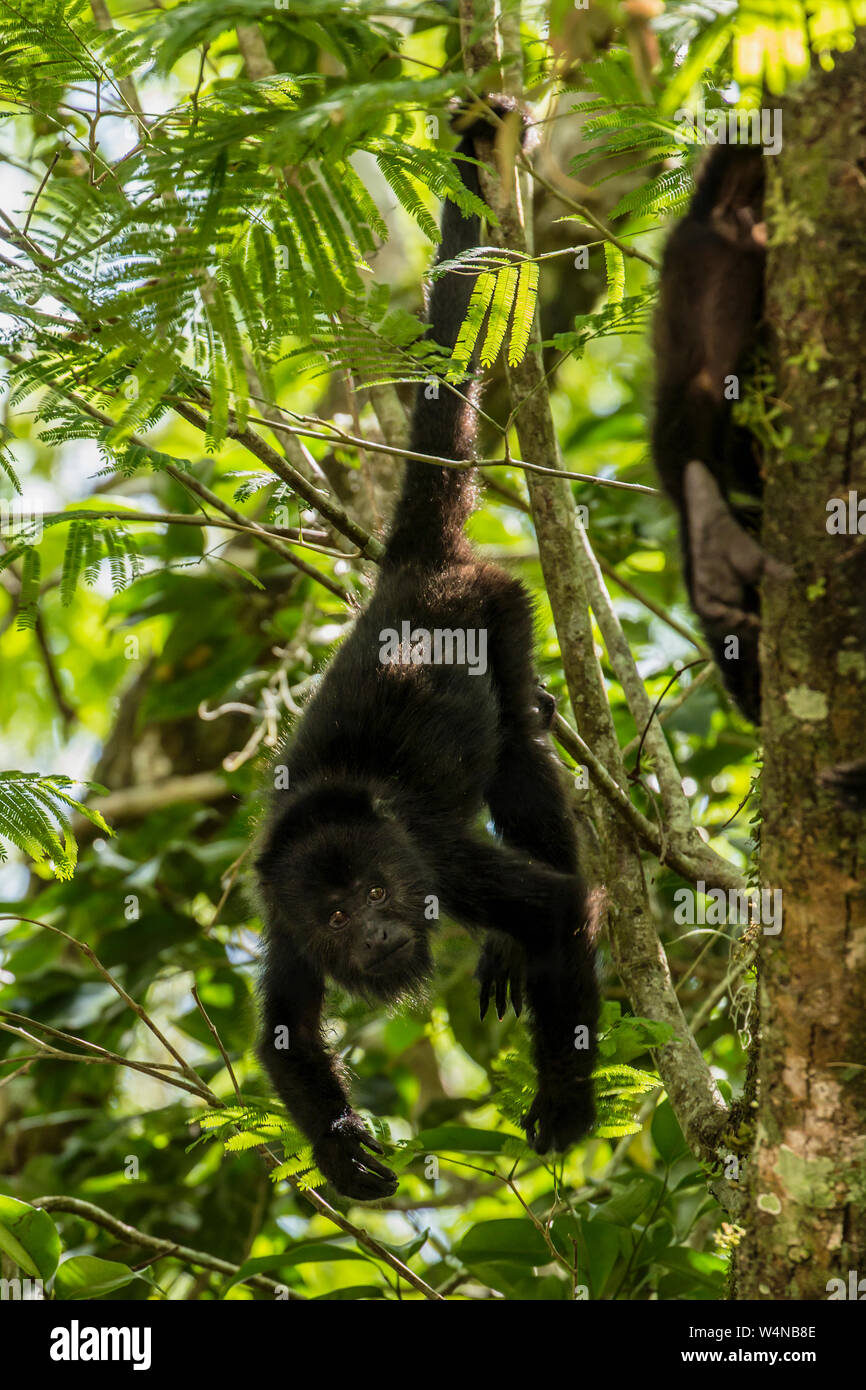 Guatemala, Guatemala, Brüllaffe Alouatta pigra, hängt mit seinem Greifschwanz und ernährt sich von Blättern im Tikal Nationalpark, ist es einer der größten der Neuen Welt- Affen, einem UNESCO-Weltkulturerbe. Stockfoto