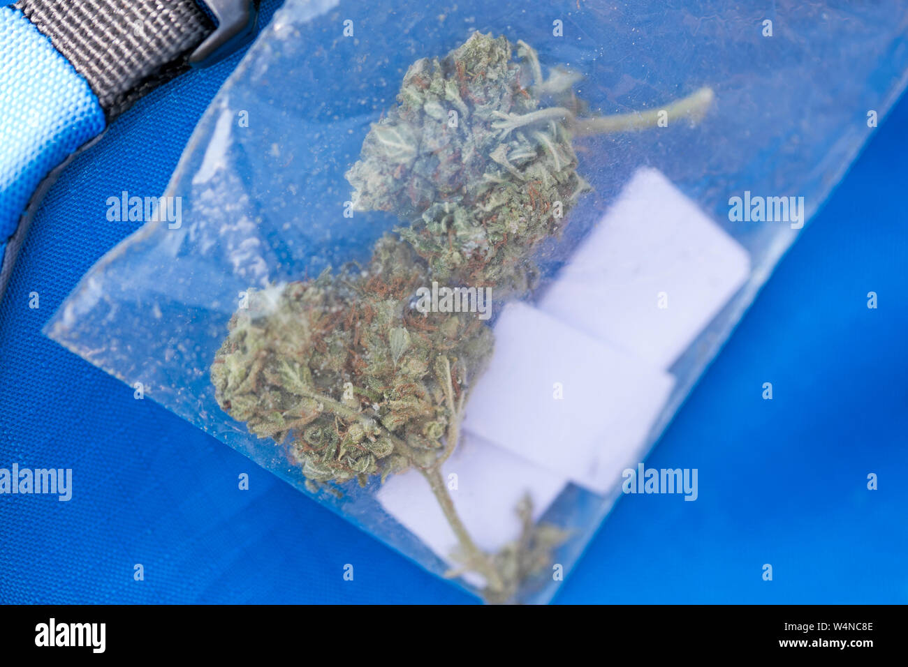 Medizinische bud Lemon haze Cannabis Tasche mit Tipps Makro Hintergrund Fine Art Drucke in hoher Qualität Produkte 50 Megapixel Stockfoto